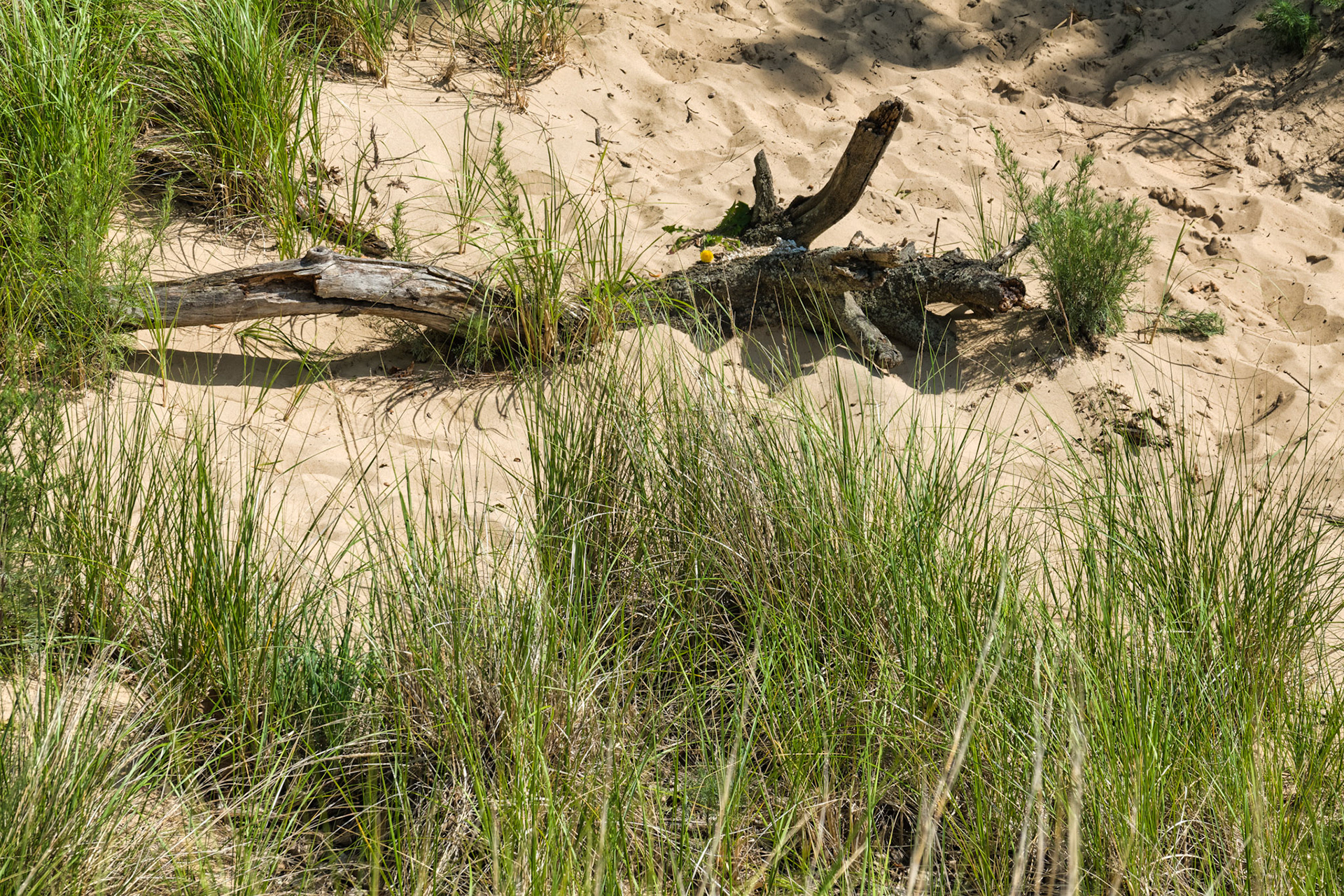 MI Dunes 00093
