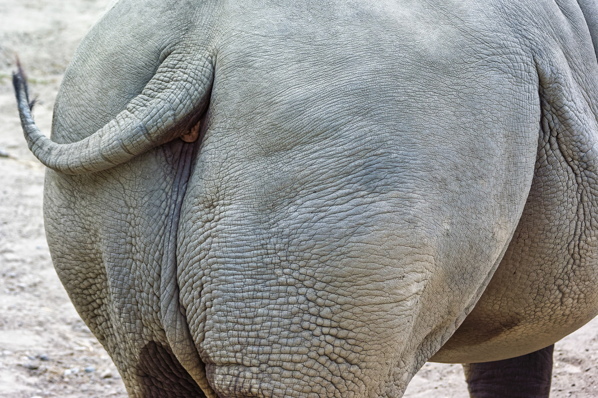 IN Zoo 00070