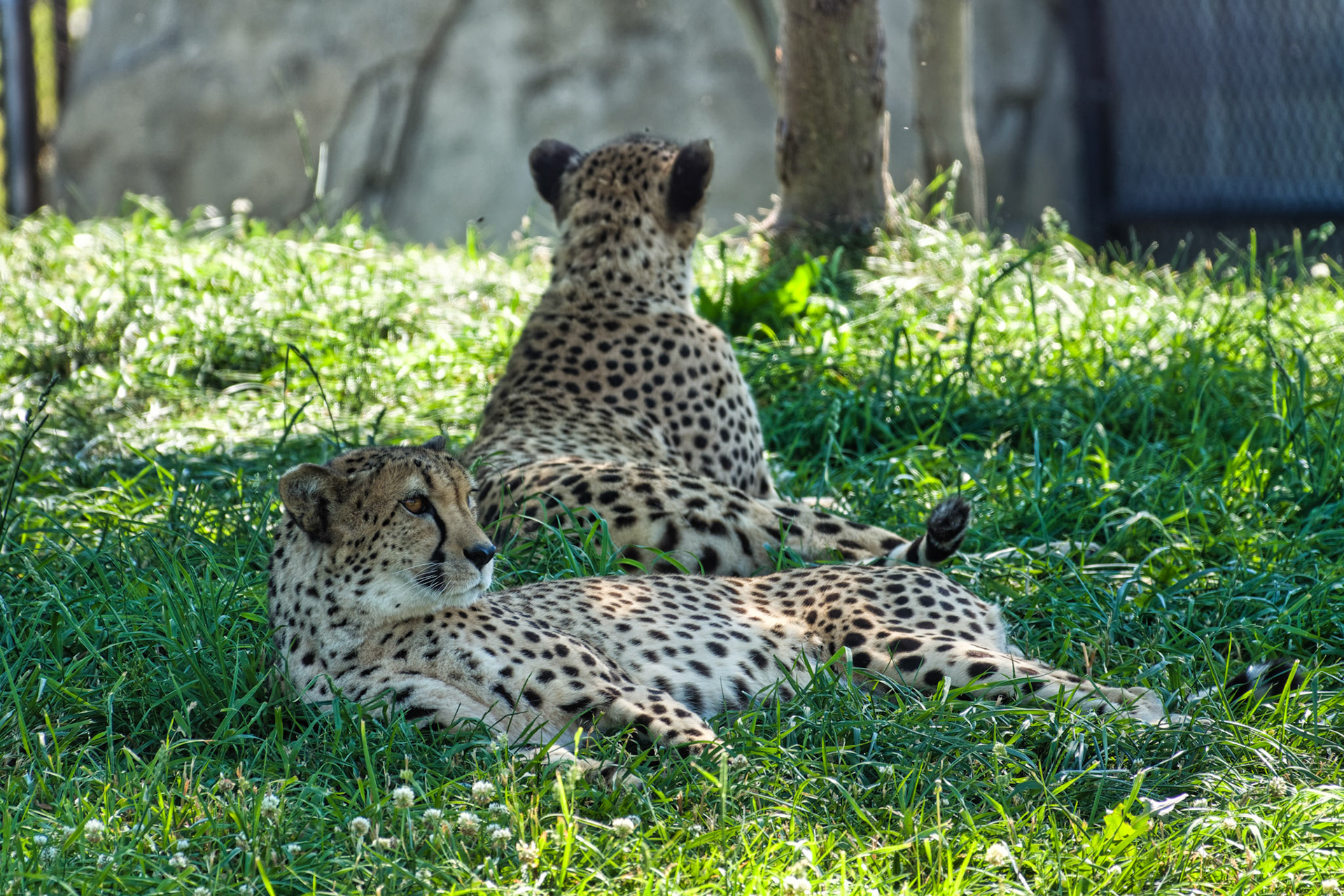 IN Zoo 00194