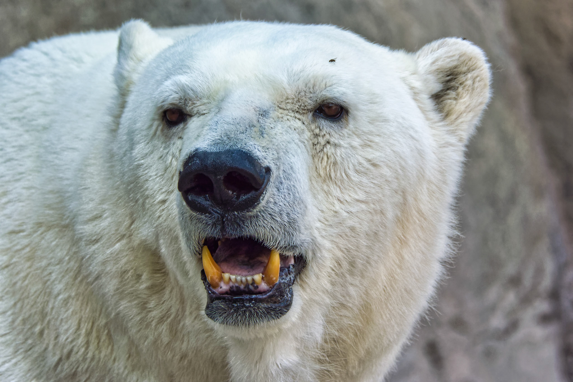 IN Zoo 00030