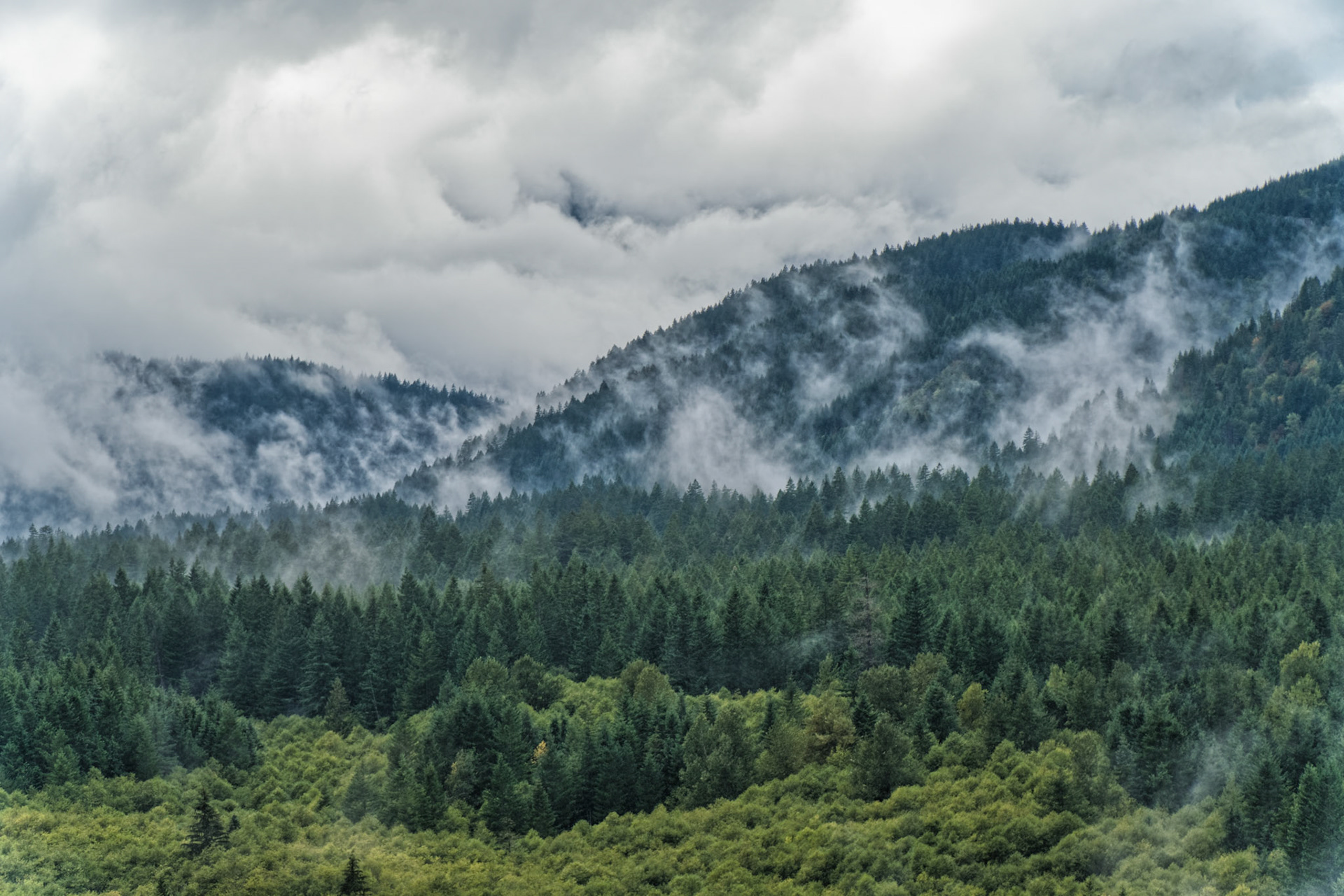 OR Mt Hood 00016
