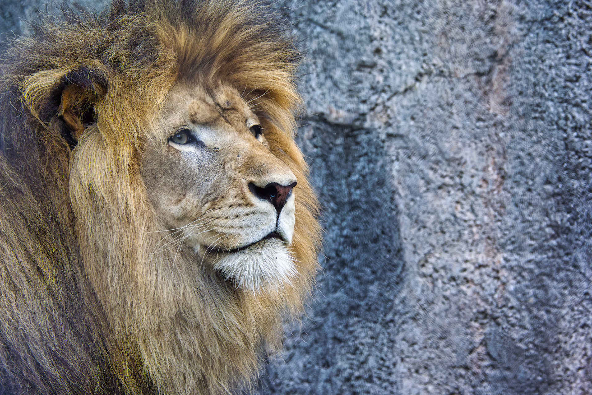 IN Zoo 00056