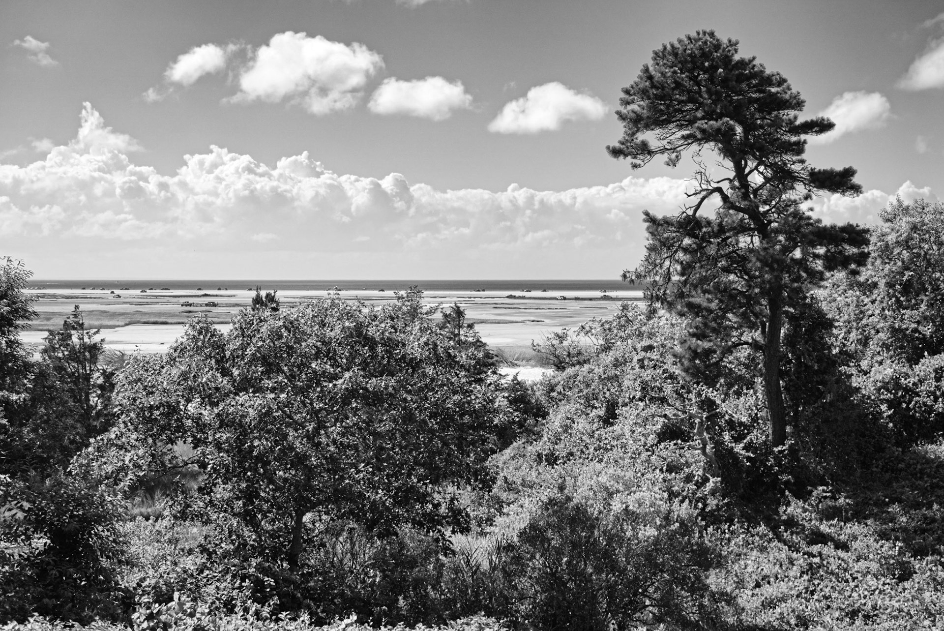 Black & White 00294
