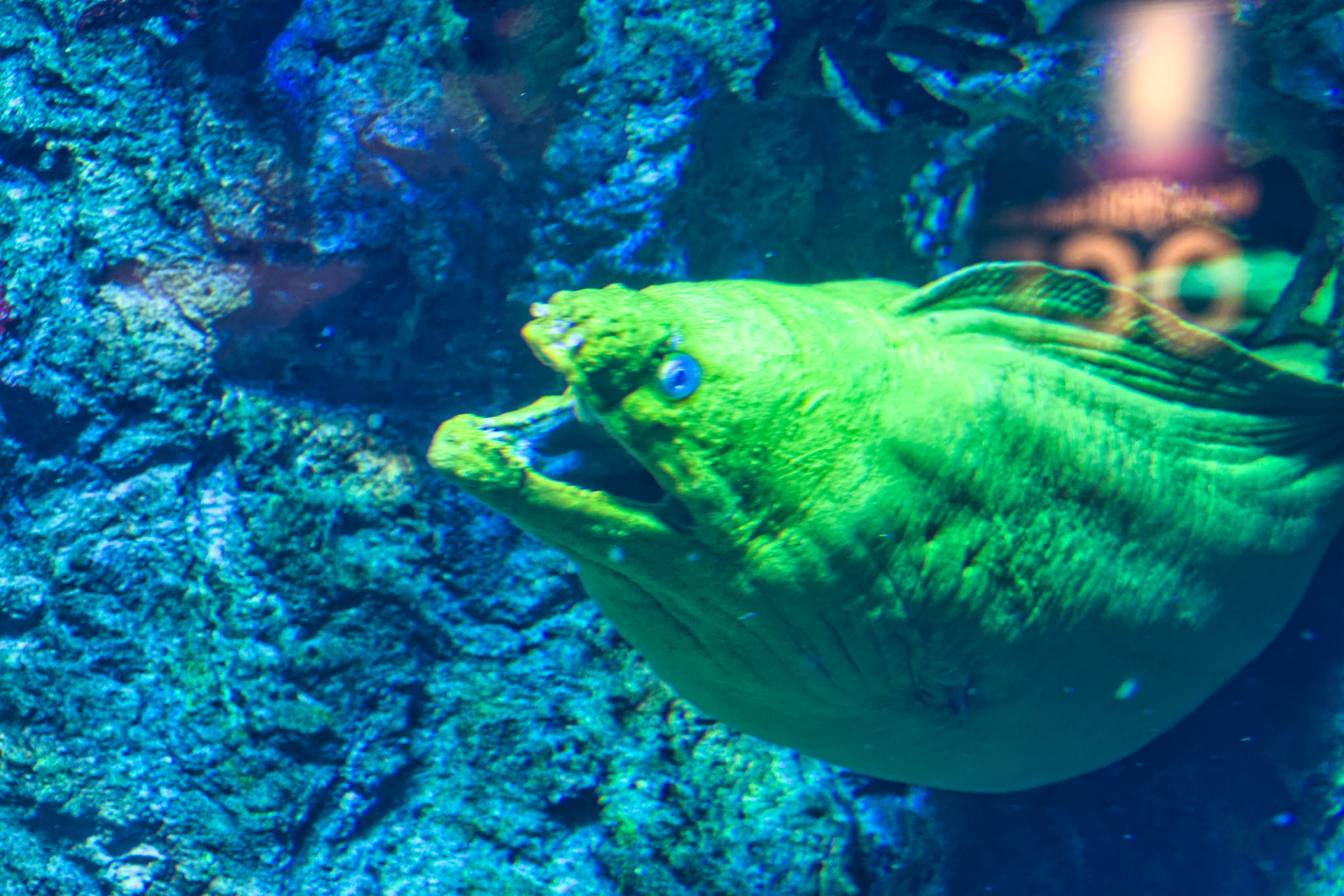 IN Zoo 00111