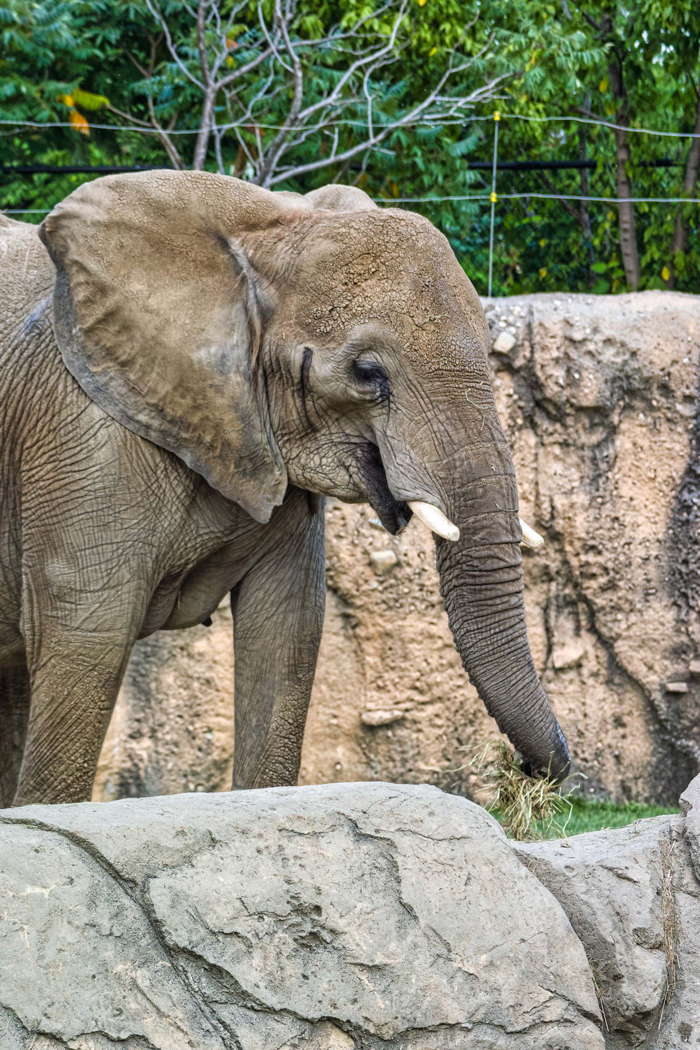 IN Zoo 00092