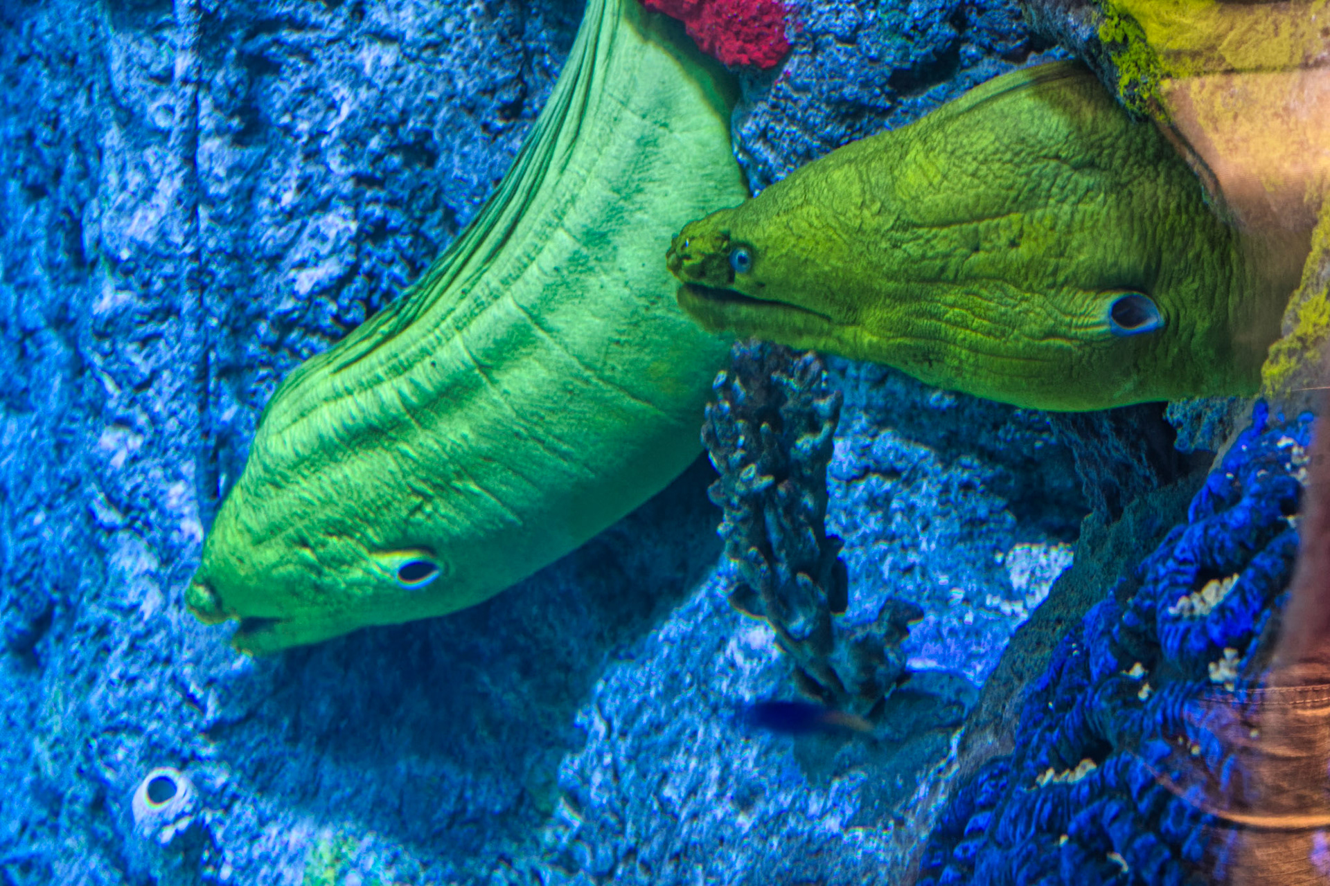 IN Zoo 00113