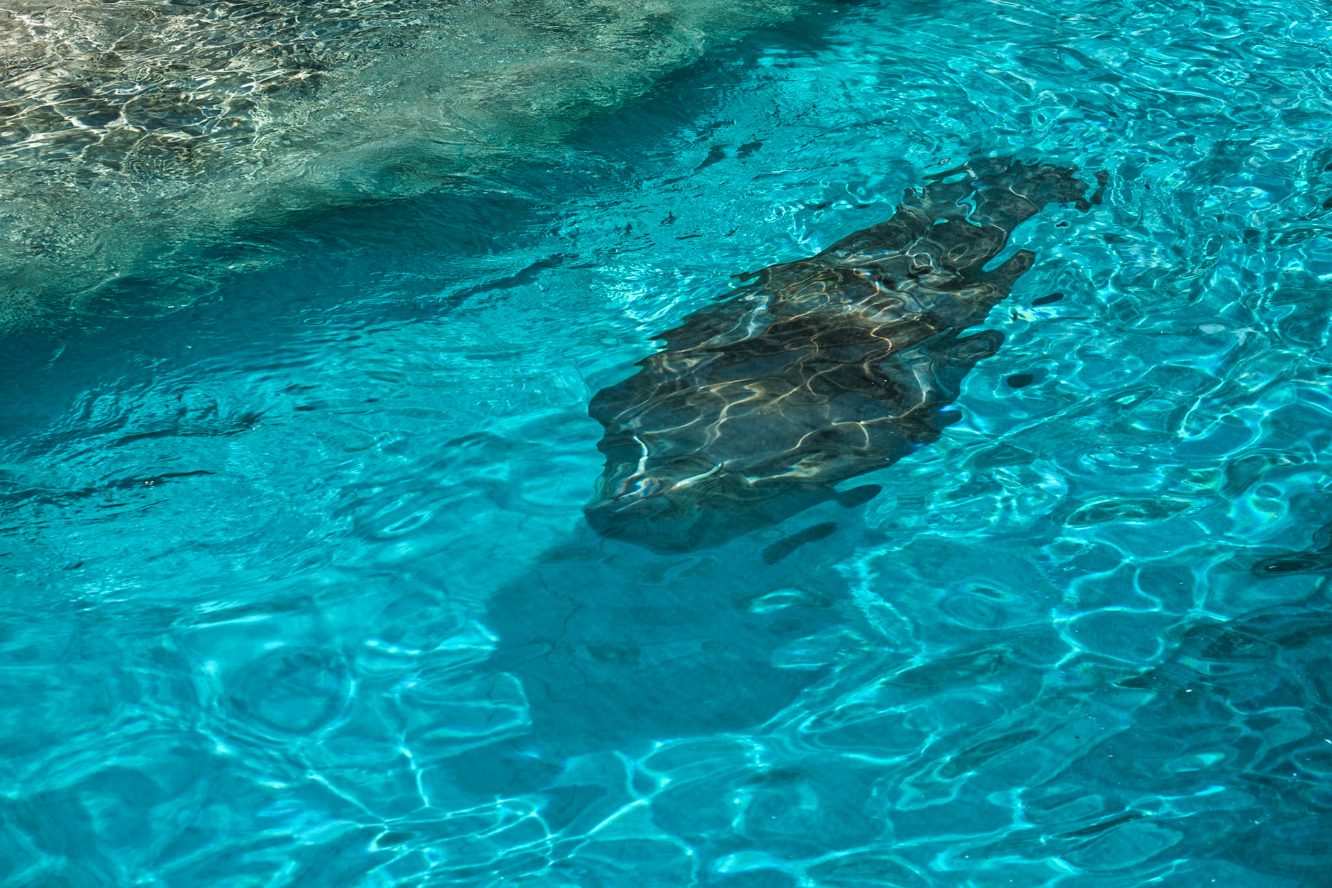 IN Zoo 00128