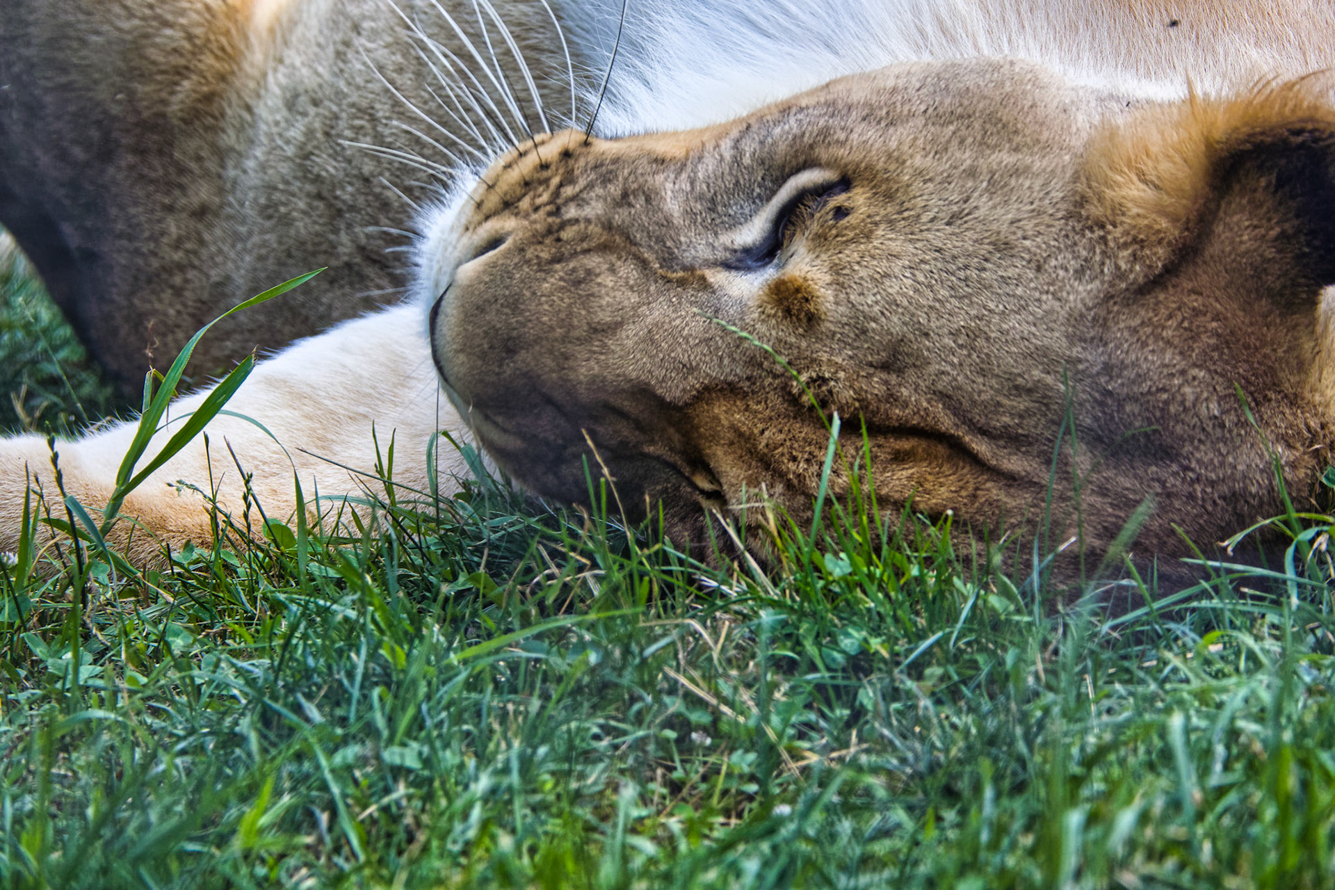 IN Zoo 00044