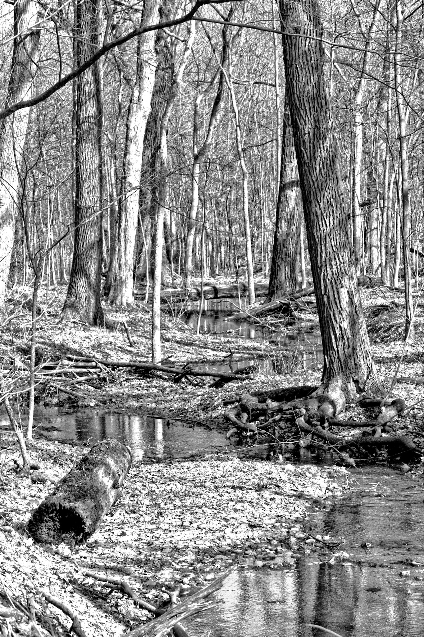 Black & White 00030