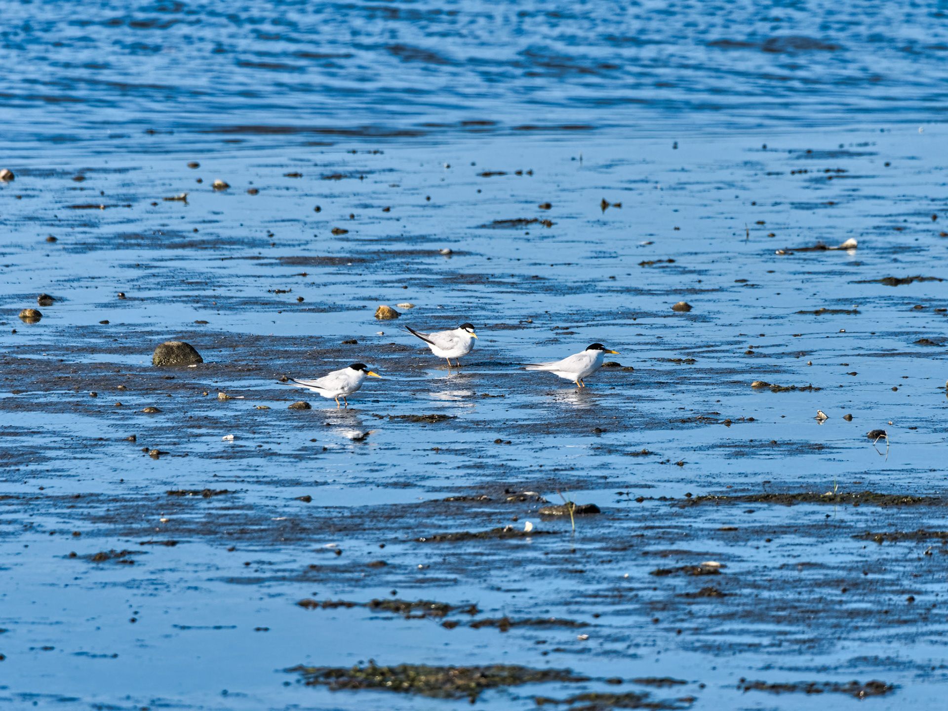 MA Cape Cod Birds 00016