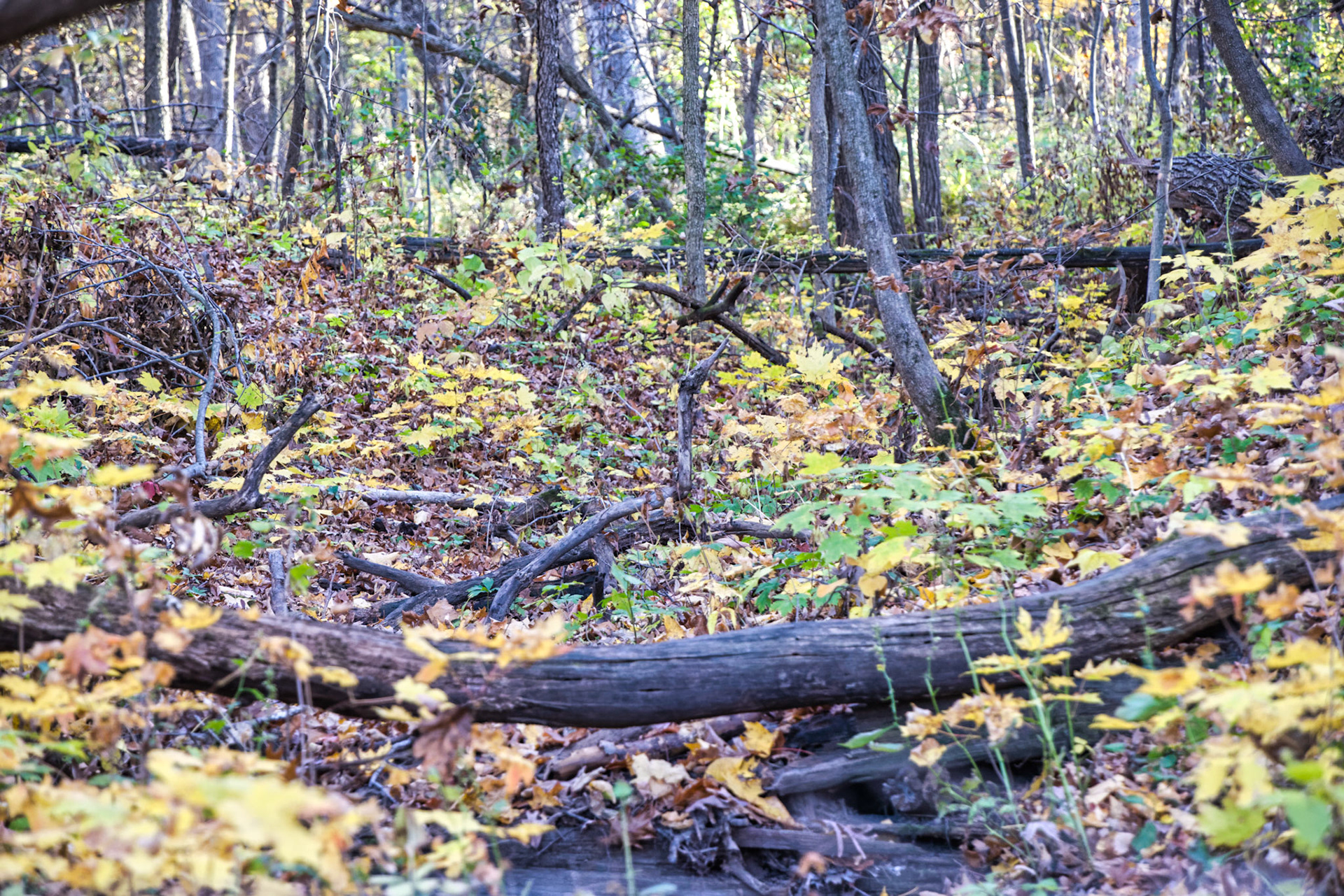 IL Starved Rock 00035