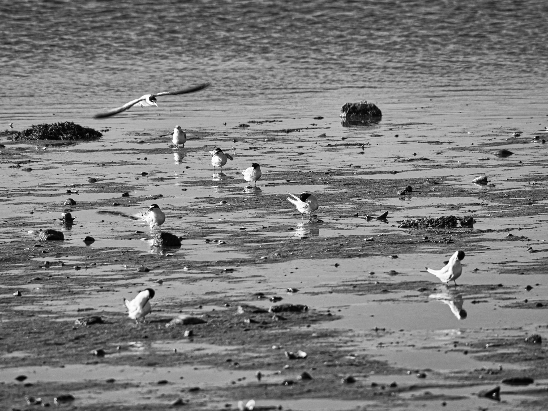 Black & White 00283