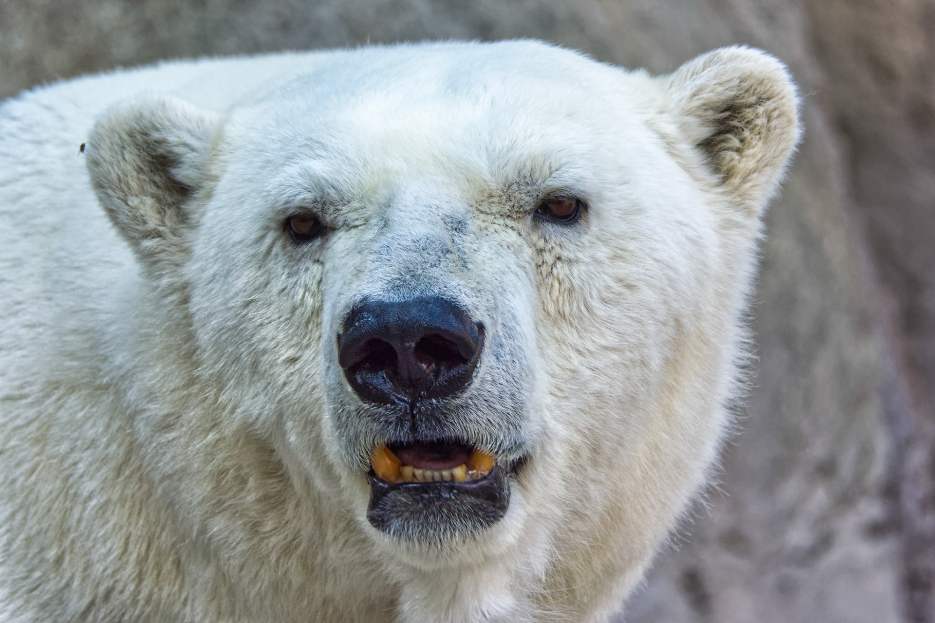 IN Zoo 00023