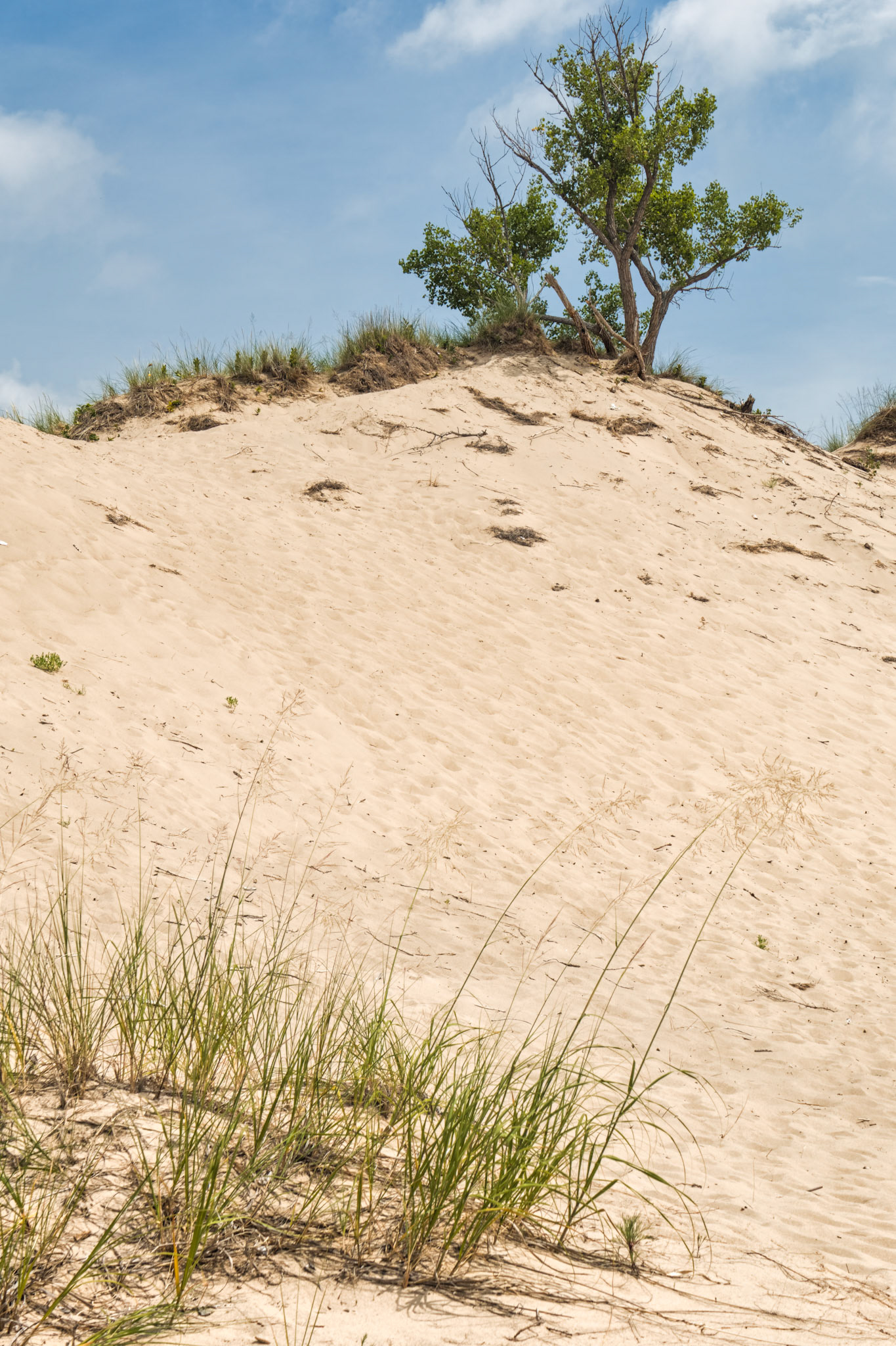 MI Dunes 00011