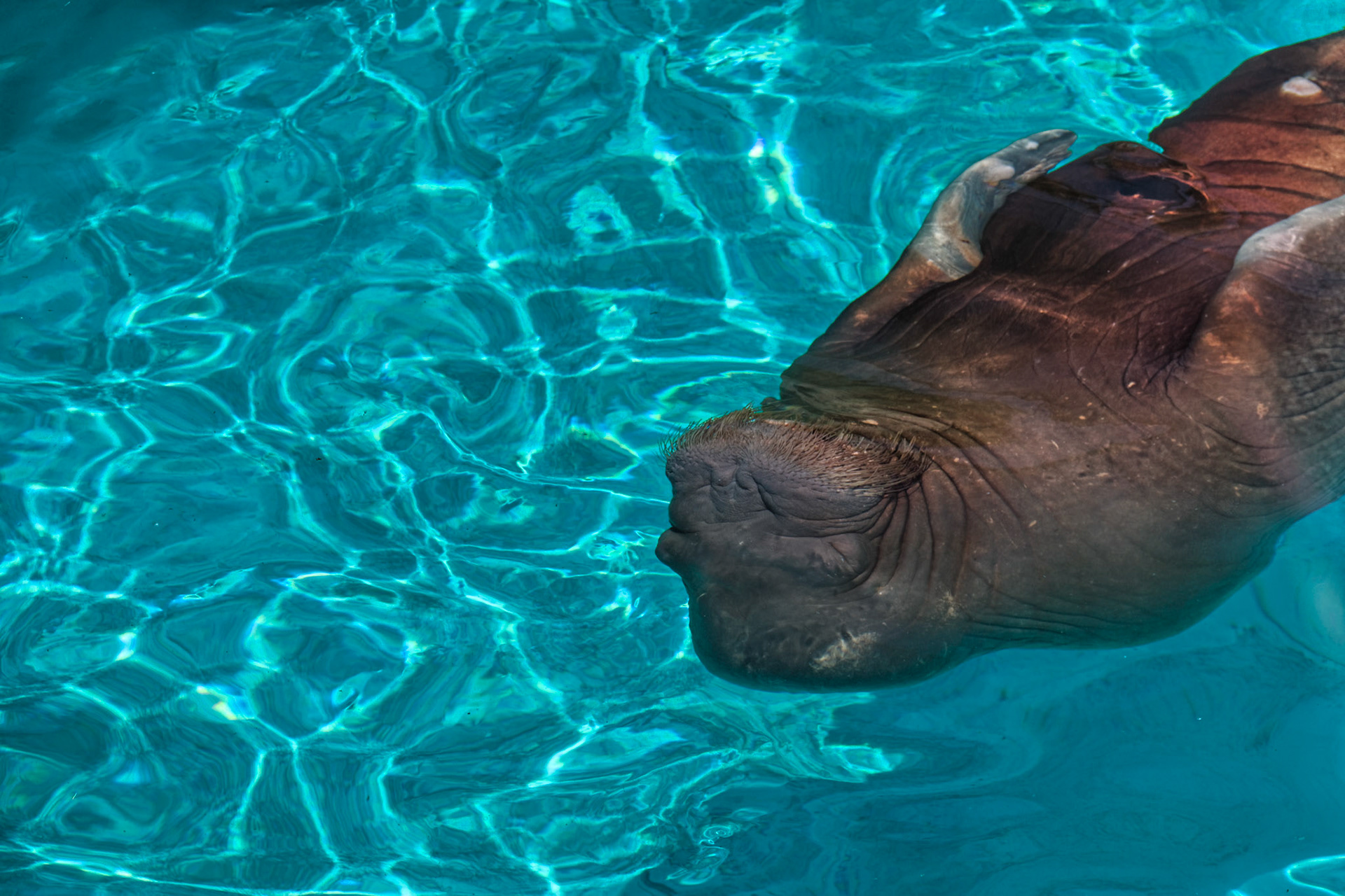 IN Zoo 00132