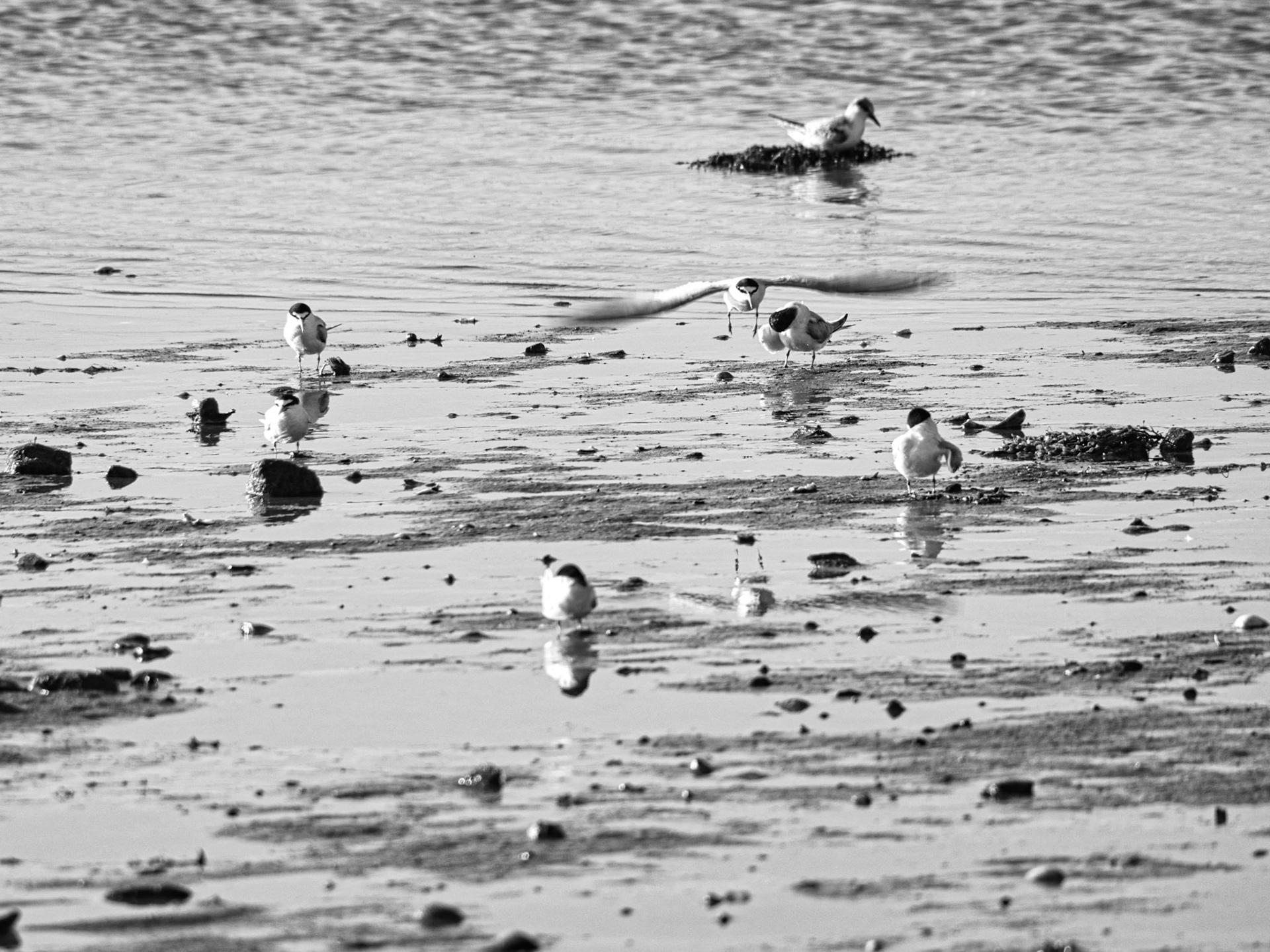 Black & White 00287