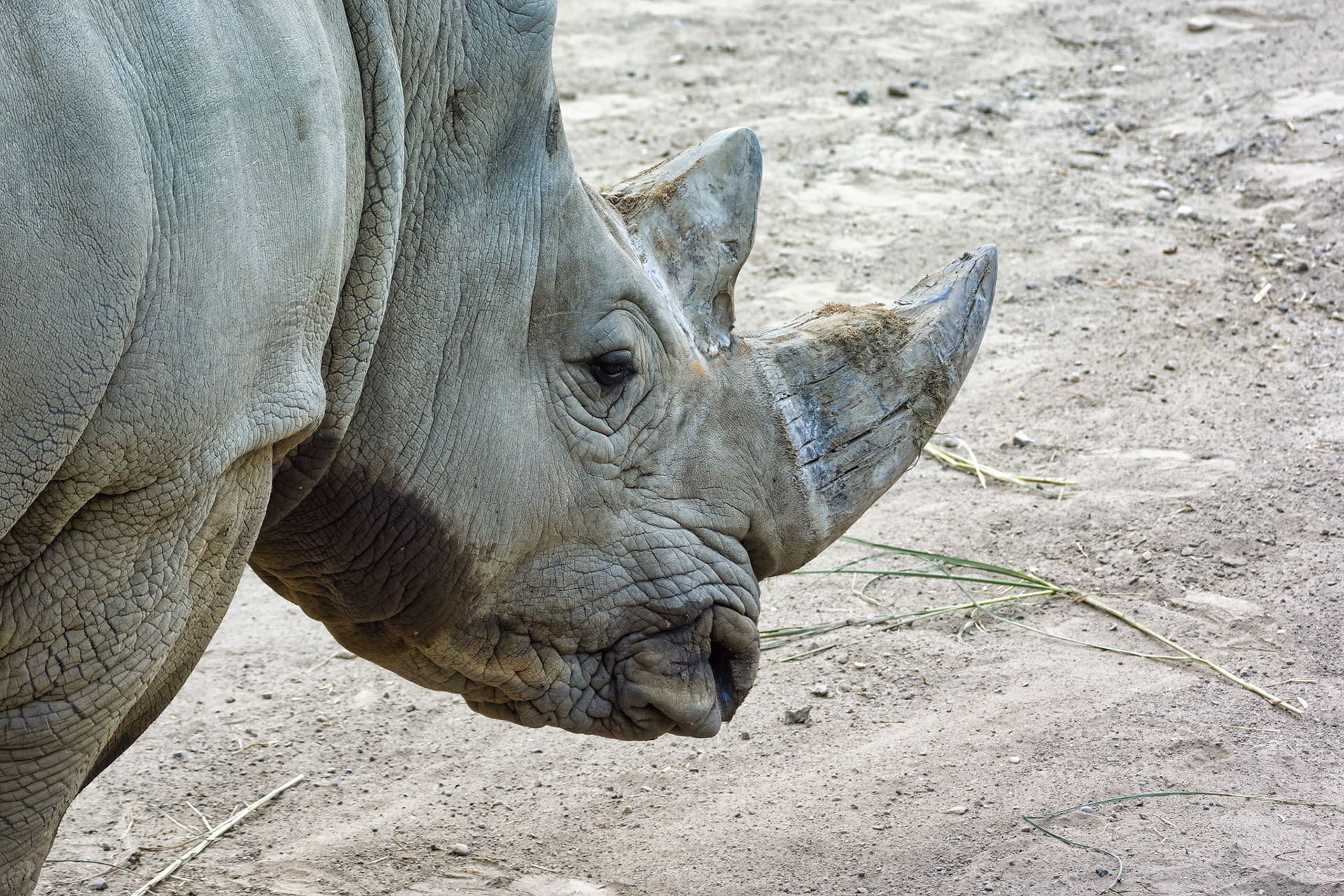 IN Zoo 00069