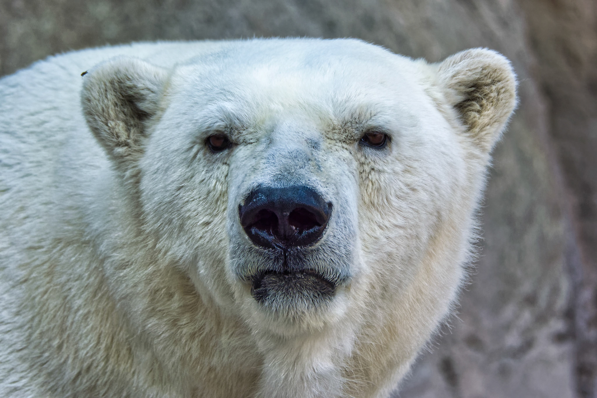 IN Zoo 00021
