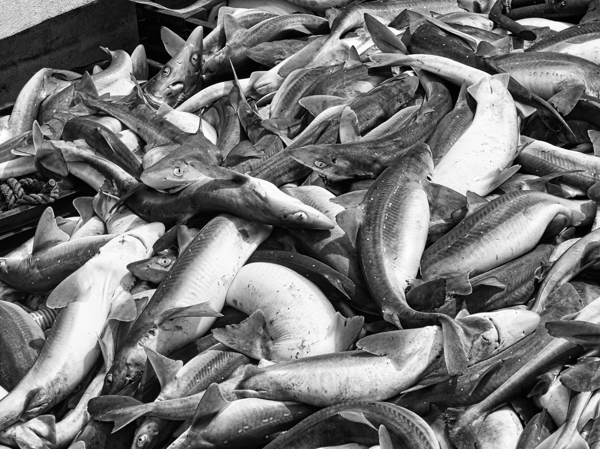 Black & White 00296