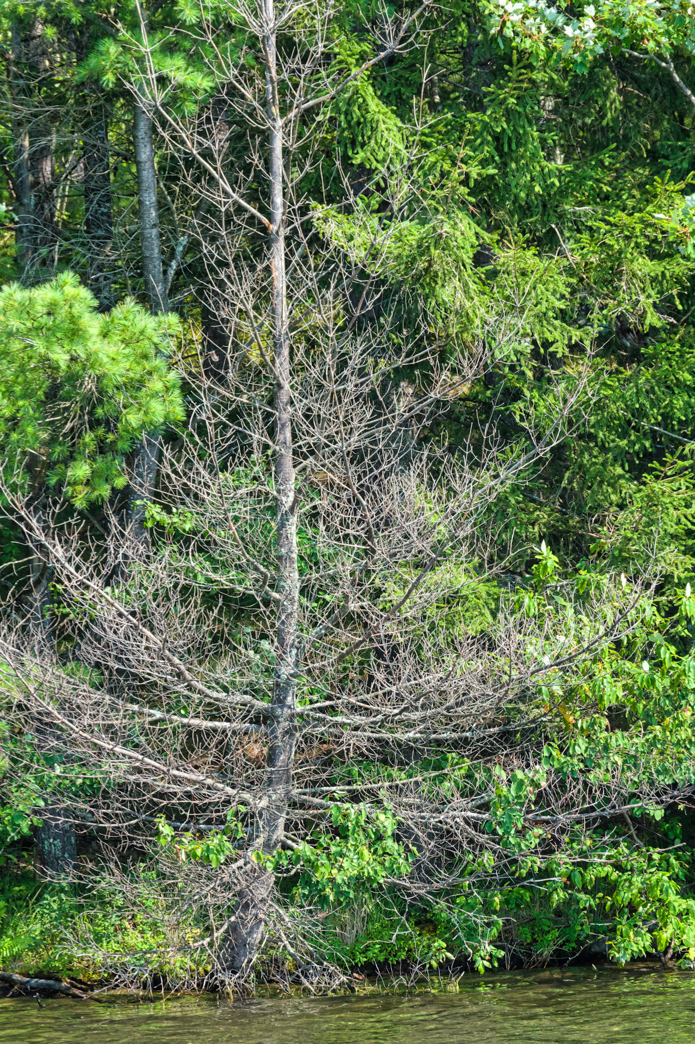 WI Fence 00331