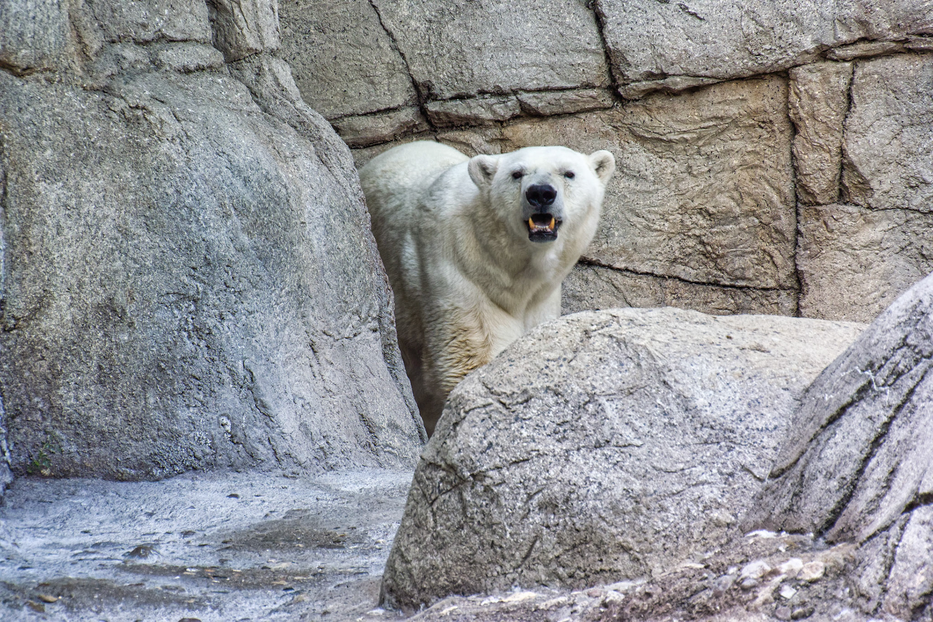 IN Zoo 00006