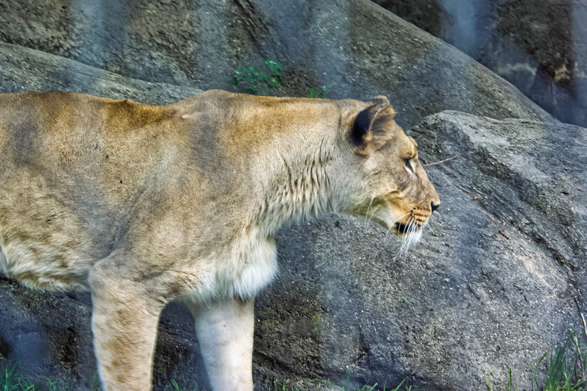 IN Zoo 00039