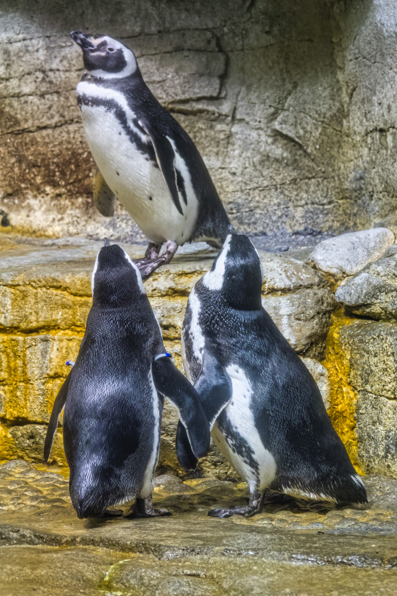 IL Shedd Aquarium 00018