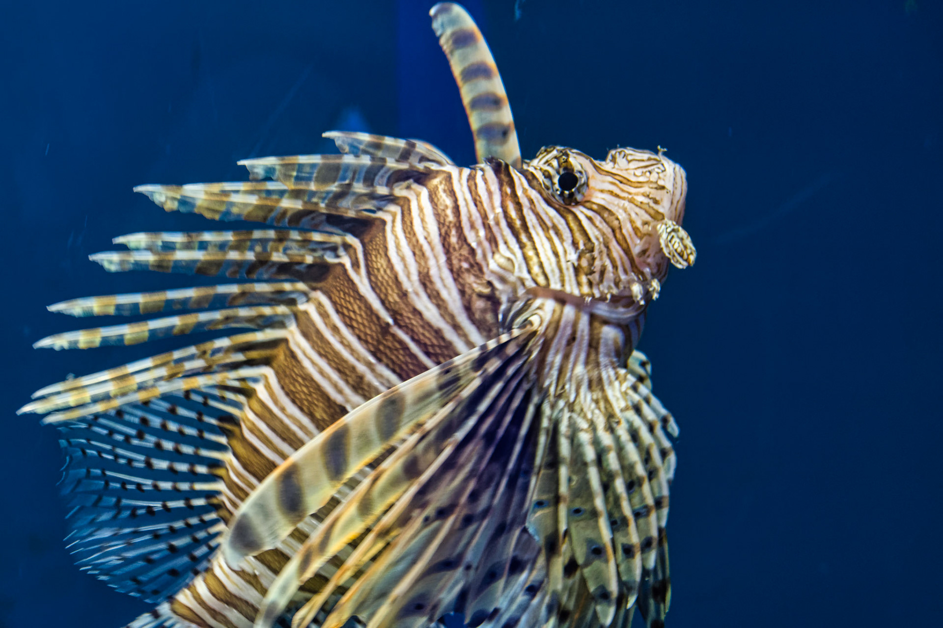 IN Zoo 00118