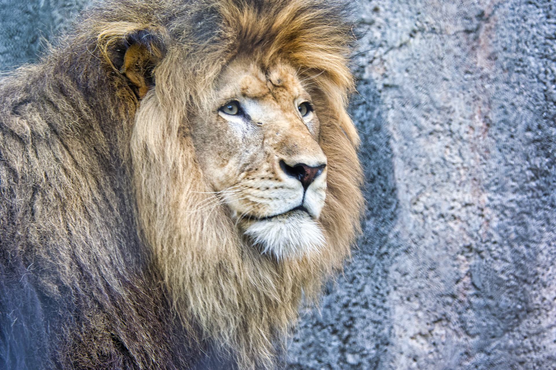 IN Zoo 00051
