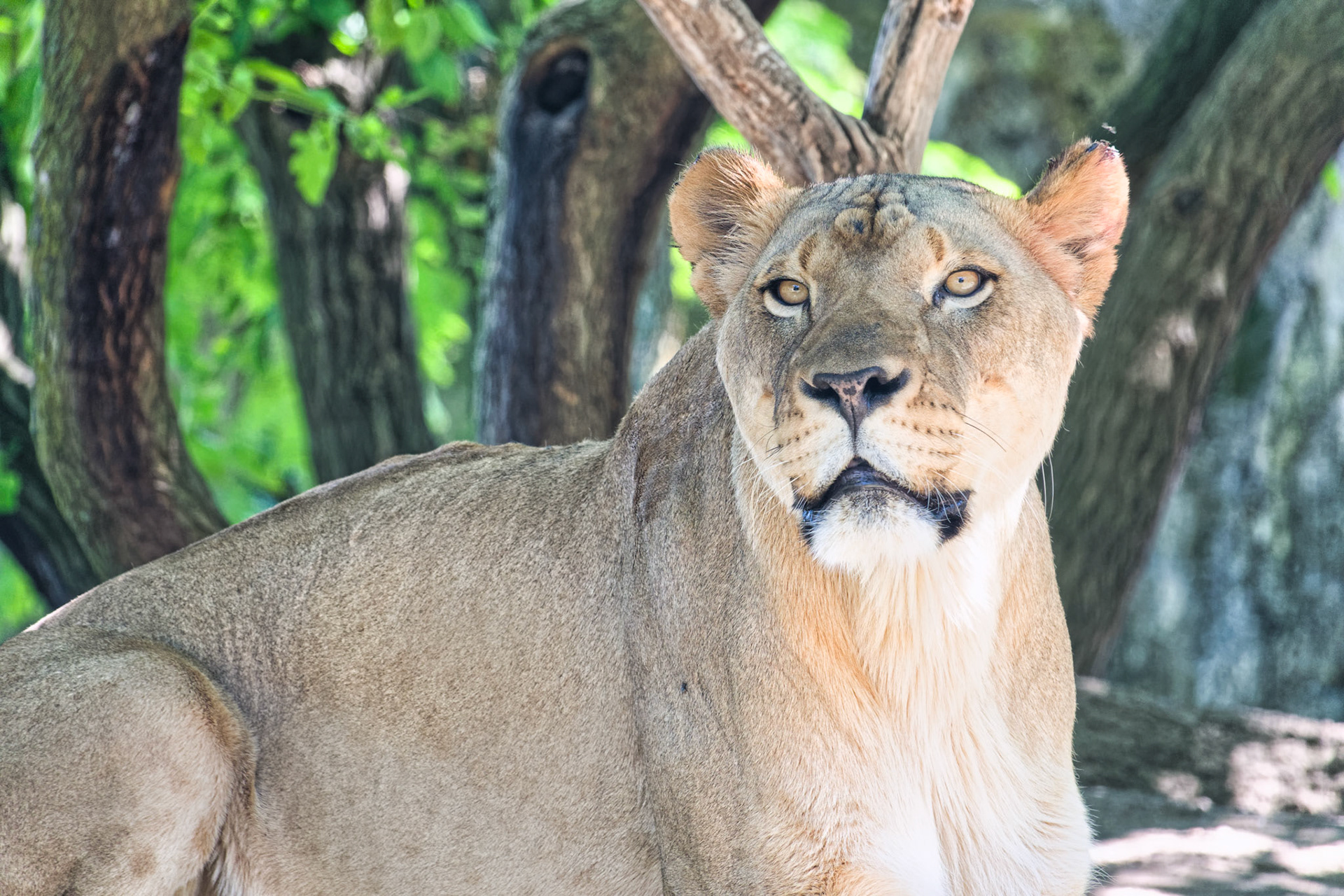IN Zoo 00168