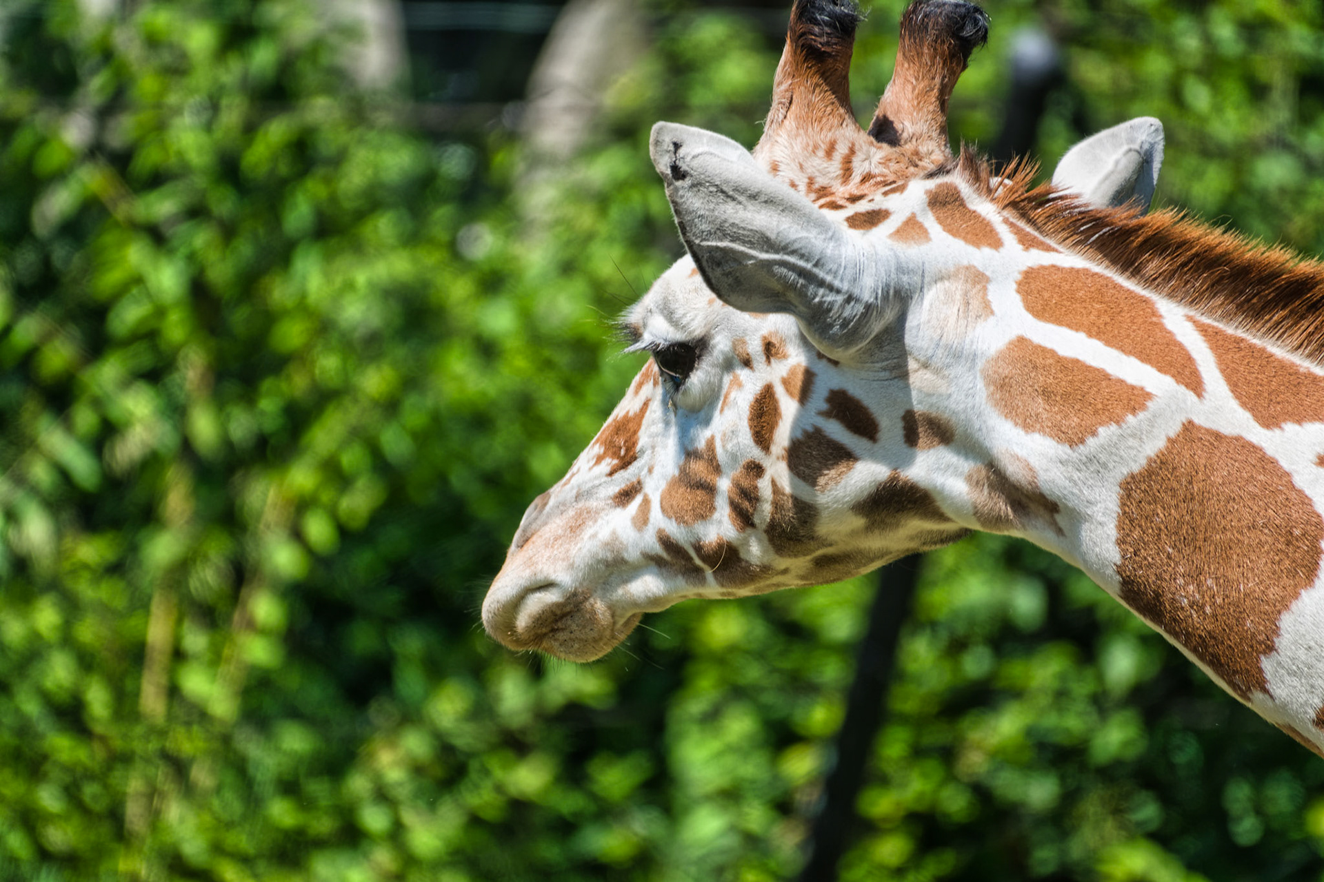 IN Zoo 00164