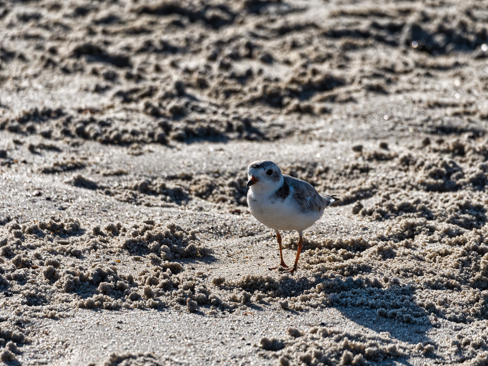 MA Cape Cod Birds 00031