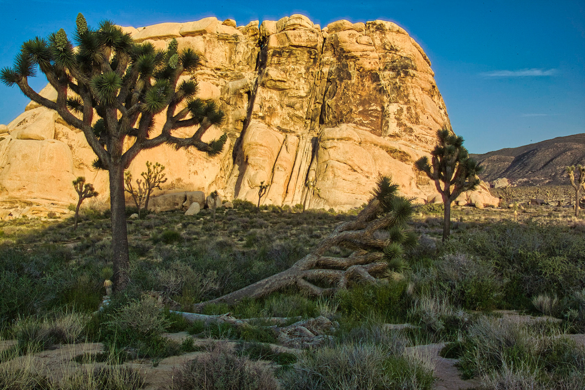 Desert Southwest