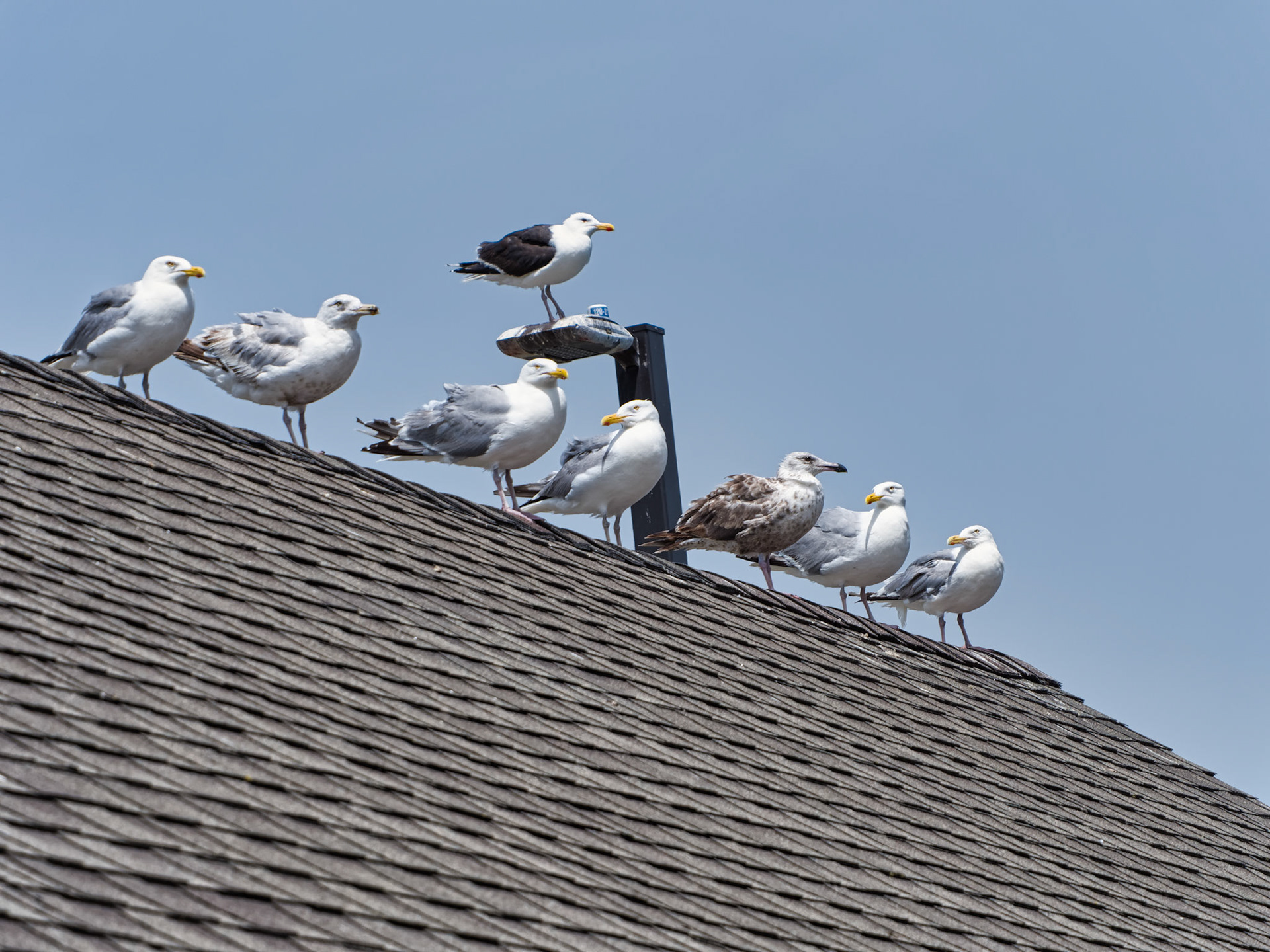 MA Cape Cod Birds 00019