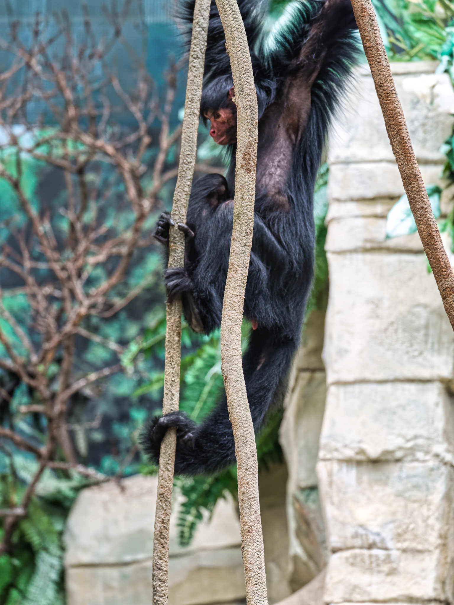 IL Brookfield Zoo 00004