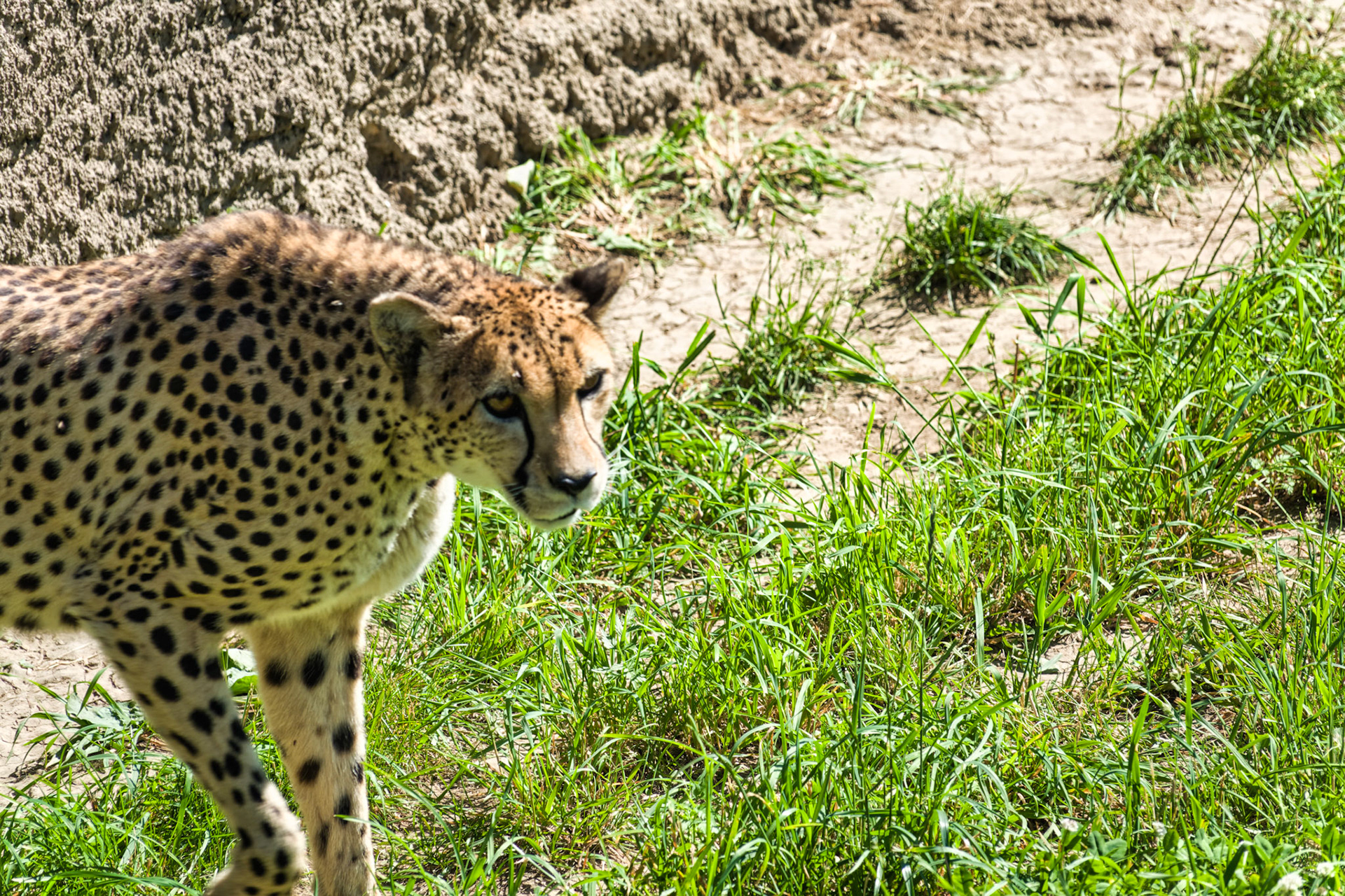 IN Zoo 00189