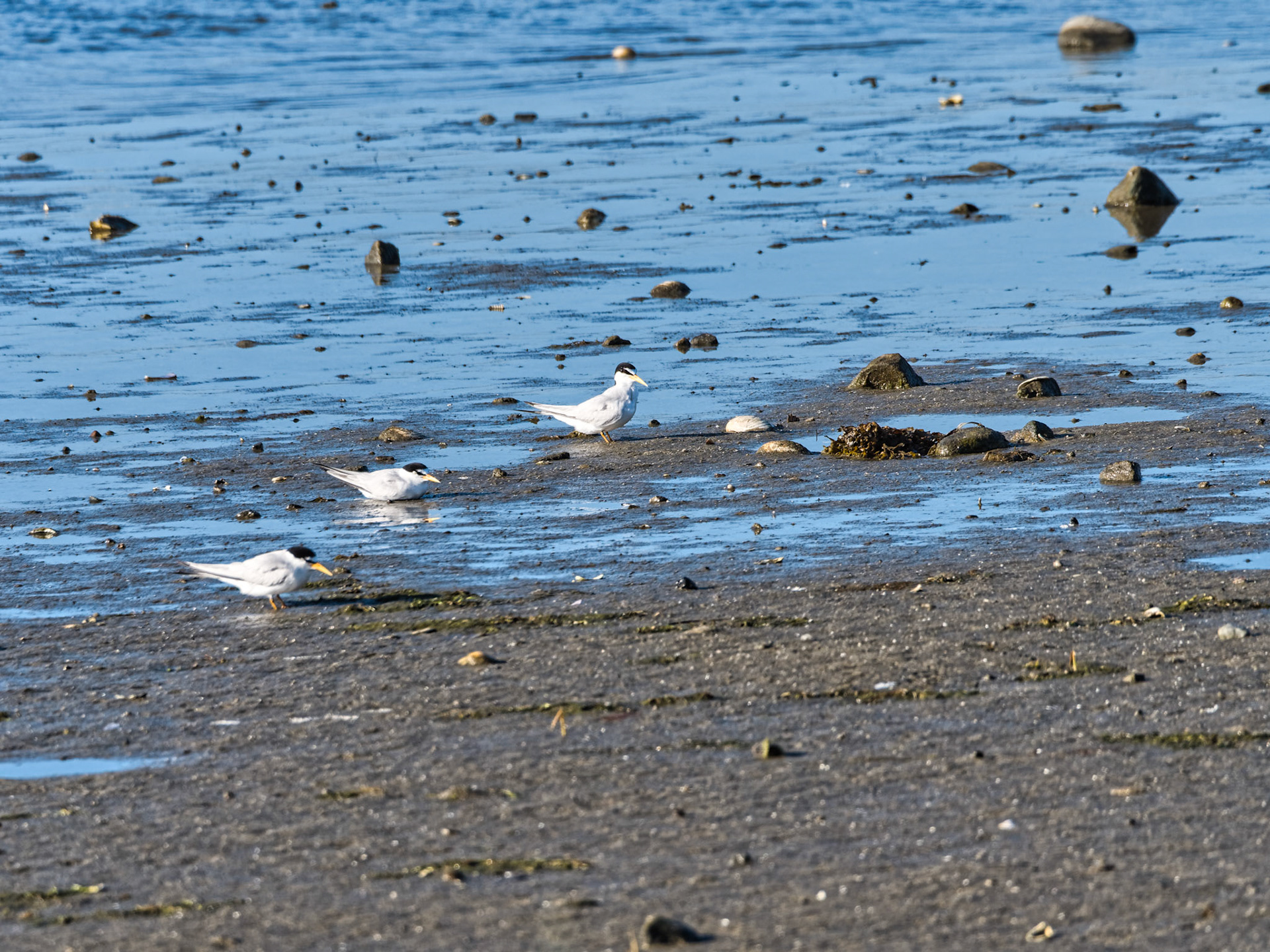 MA Cape Cod Birds 00032