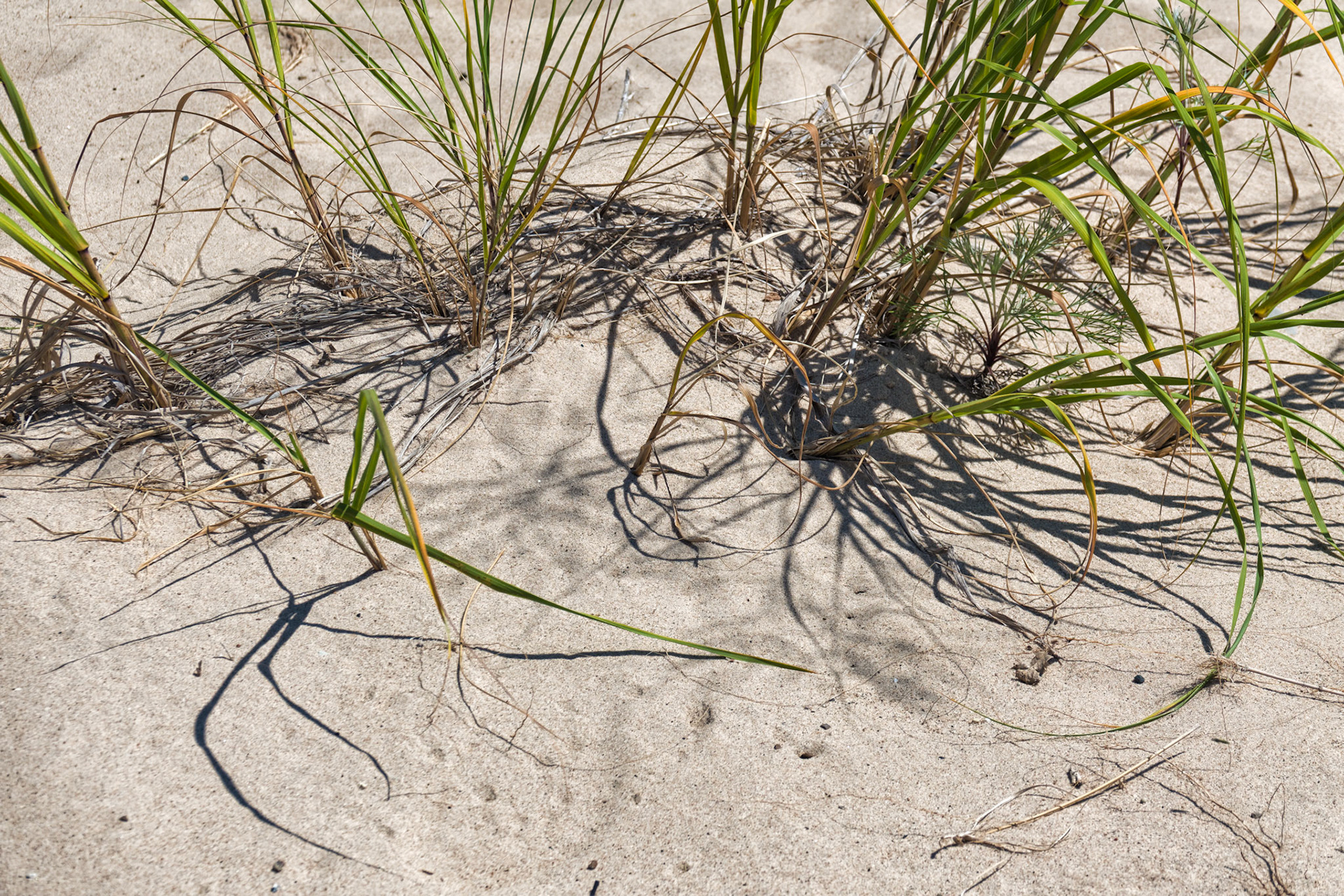 MI Dunes 00023