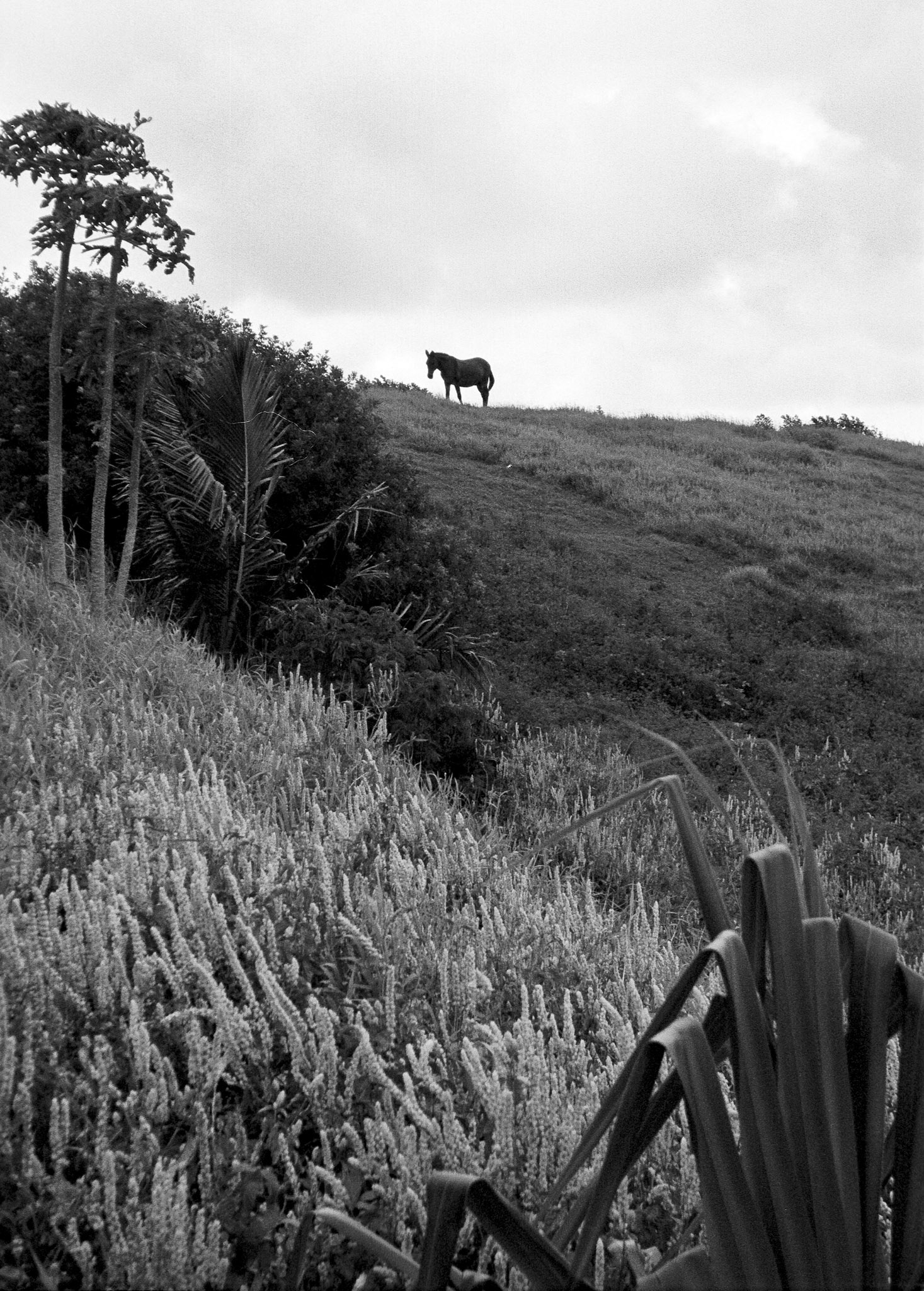 Black & White 00013