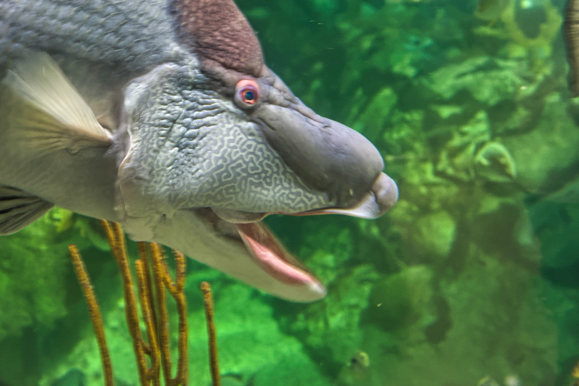 IL Shedd Aquarium 00013