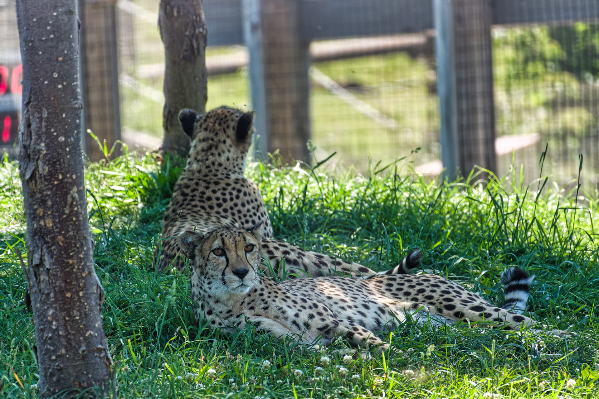 IN Zoo 00193