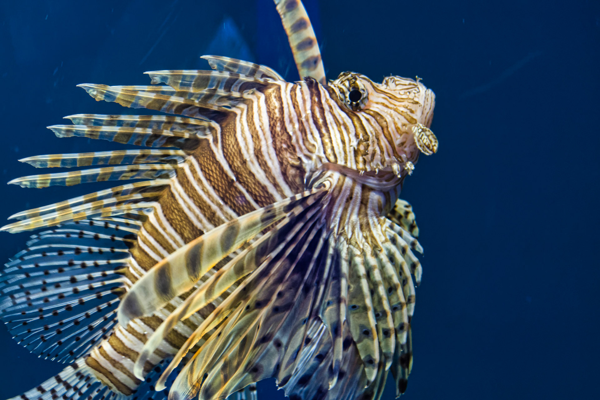 IN Zoo 00117