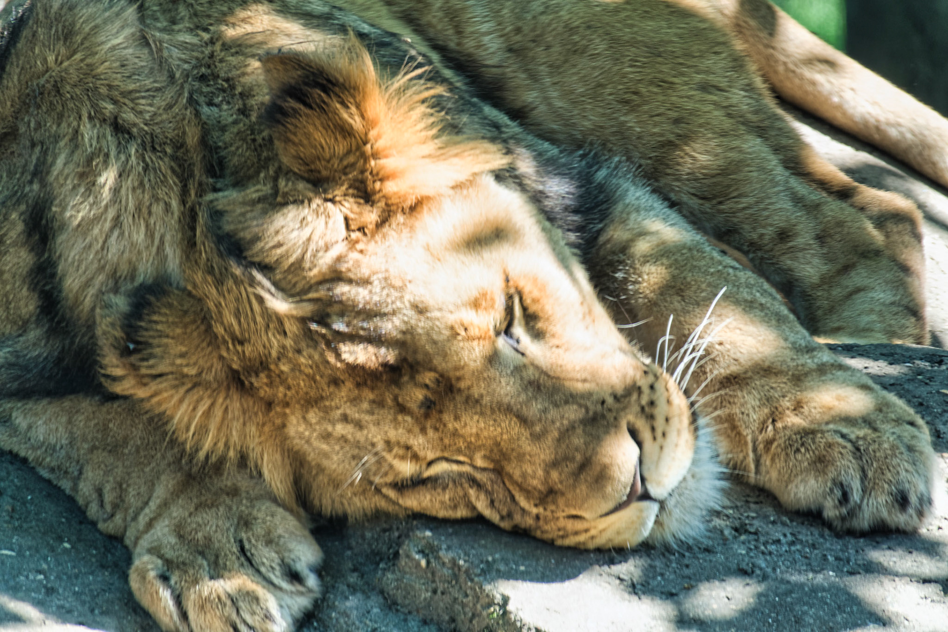IN Zoo 00188