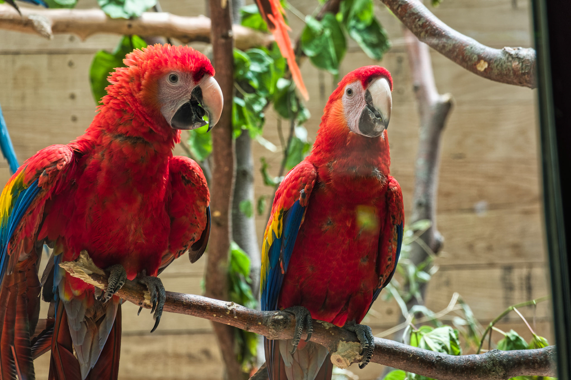IN Zoo 00141