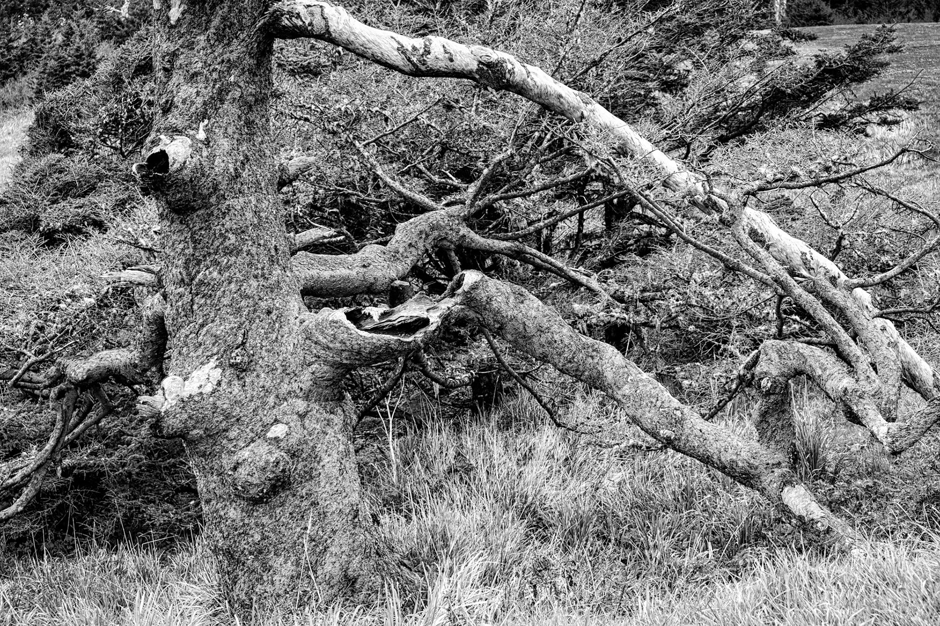 Black & White 00243