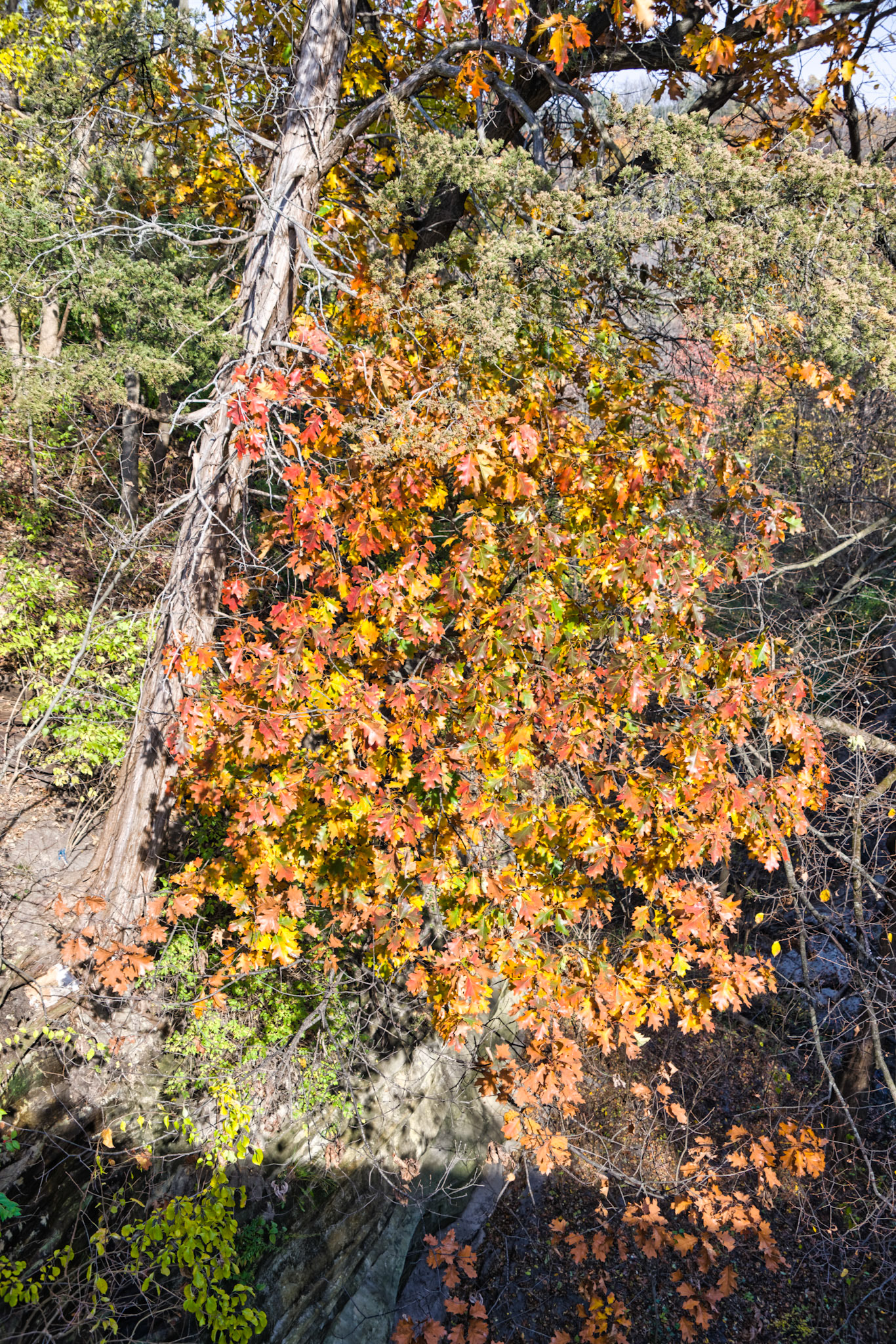 IL Starved Rock 00042