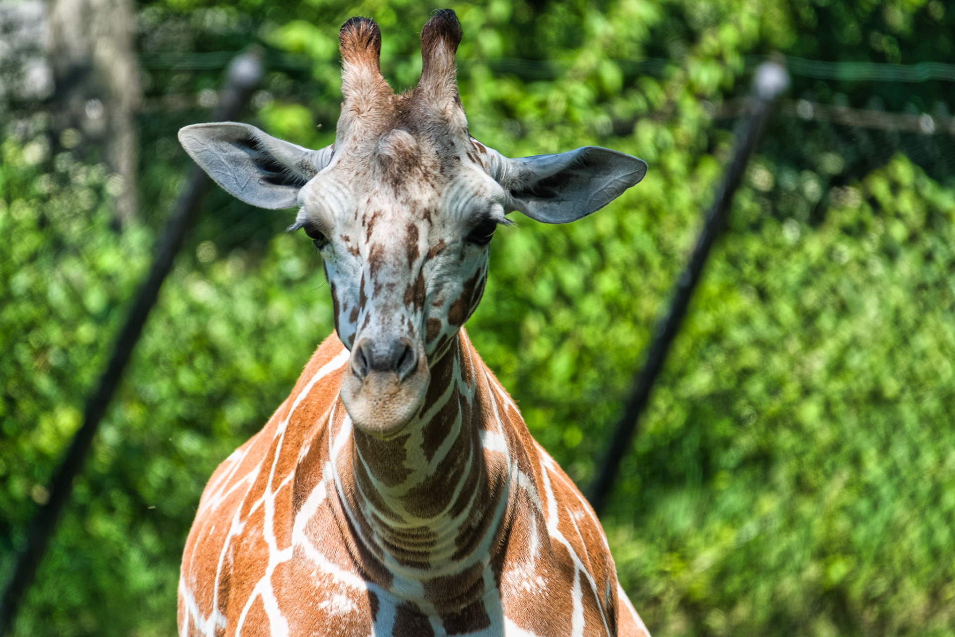IN Zoo 00162