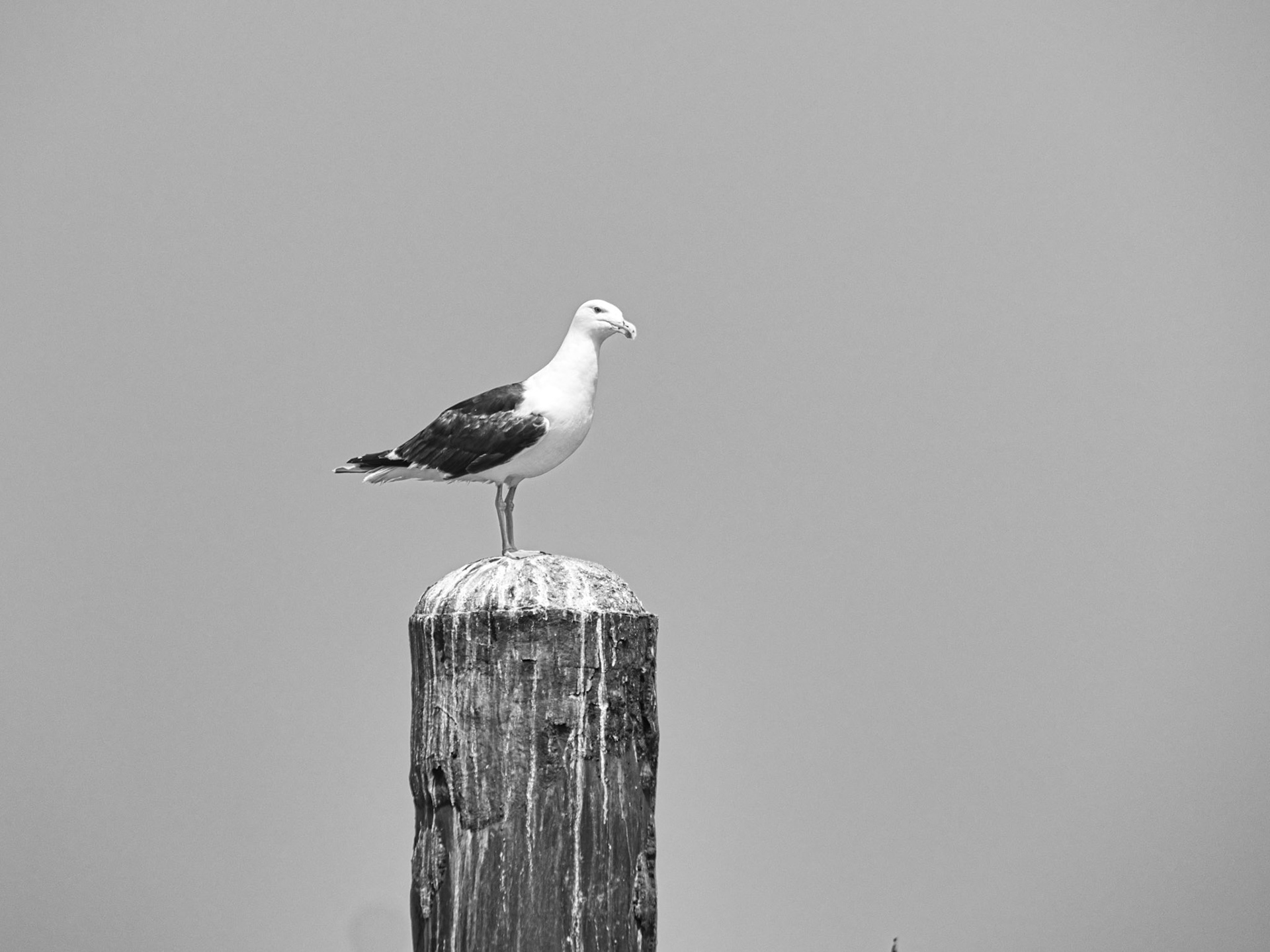 Black & White 00297