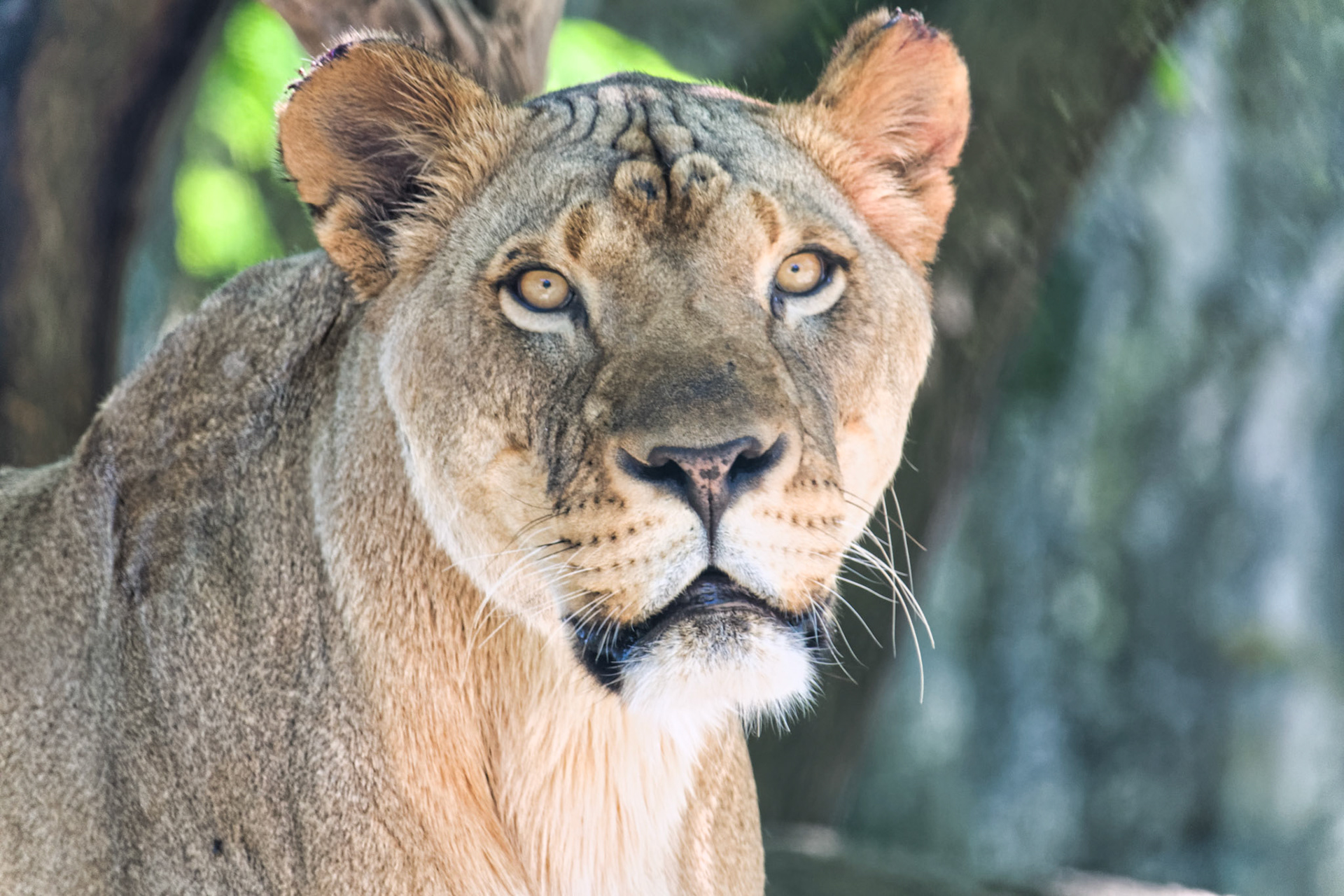 IN Zoo 00171