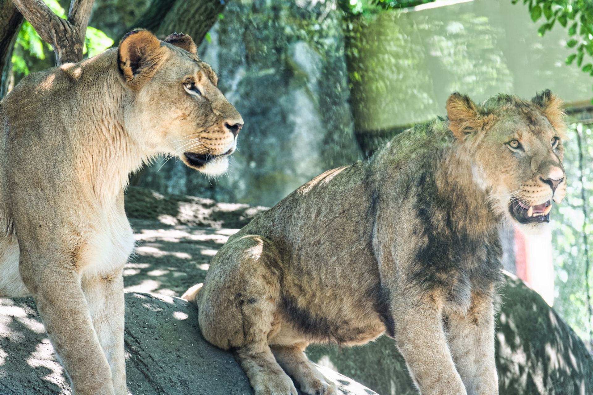 IN Zoo 00181